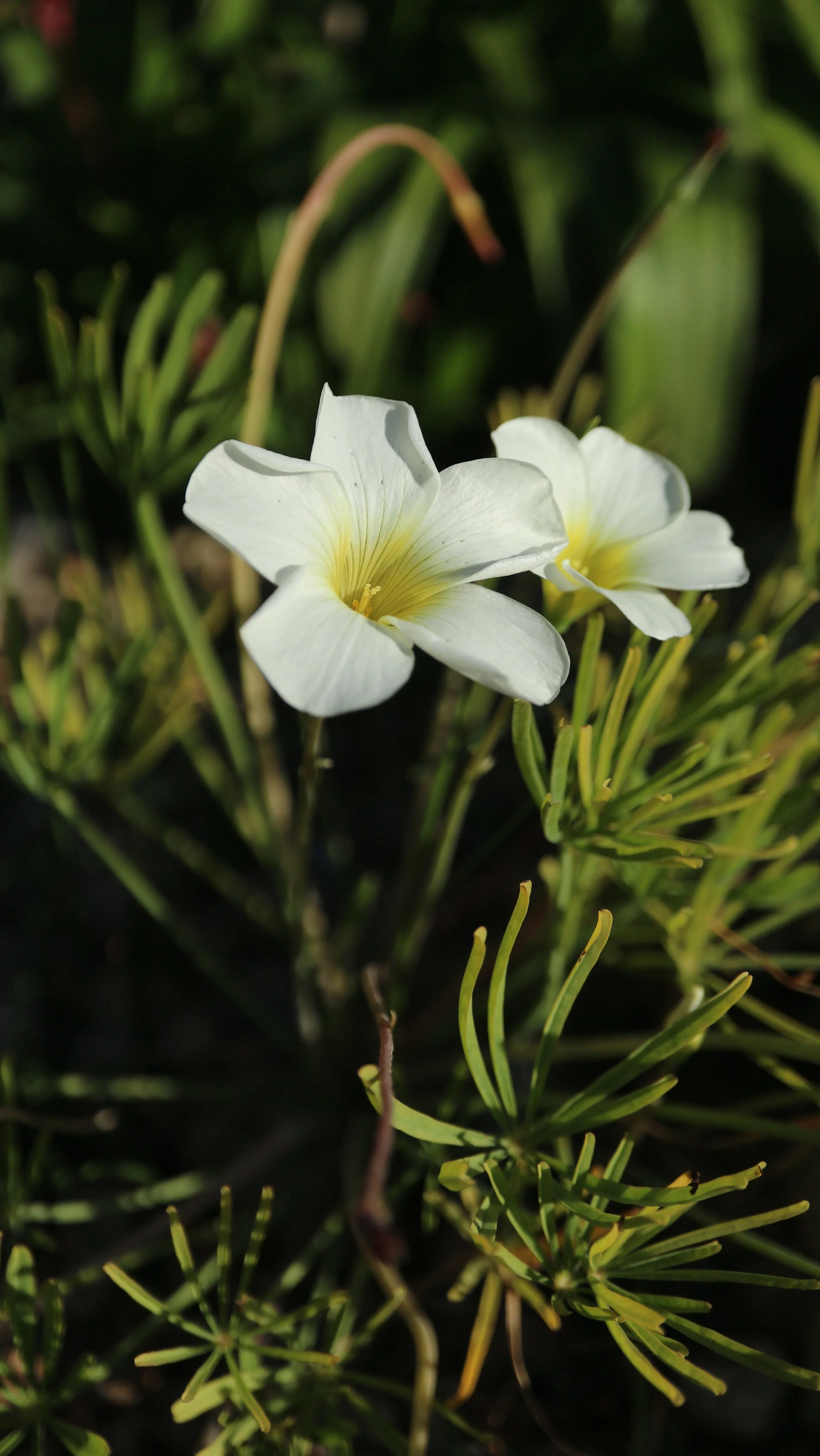 Oxalis cathara / Oxalidaceae / SW Cape, South Africa