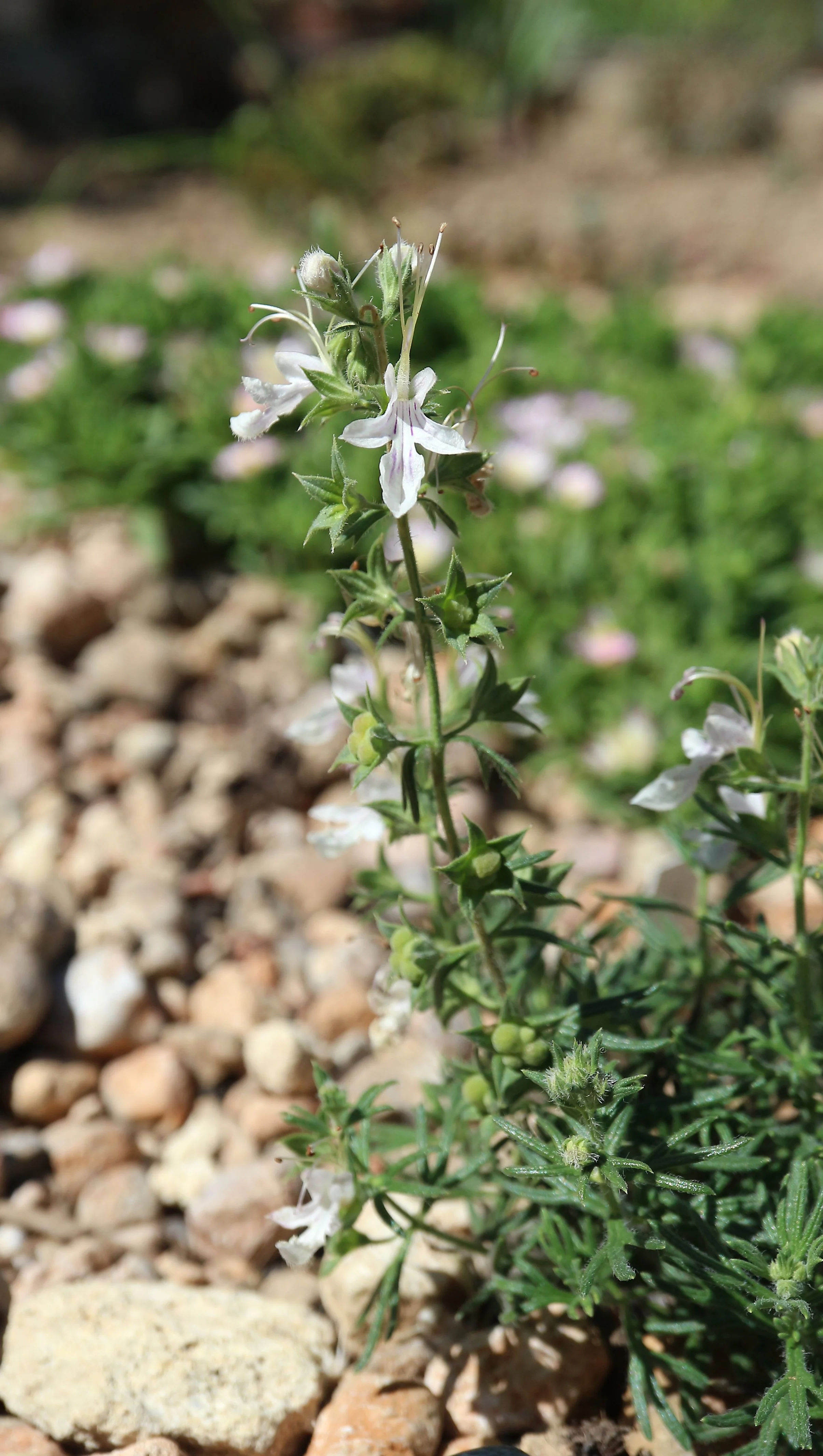 Teucrium psudochamaepytis (ex Alicante) / Lamiaceae / E & S Spain, North Africa