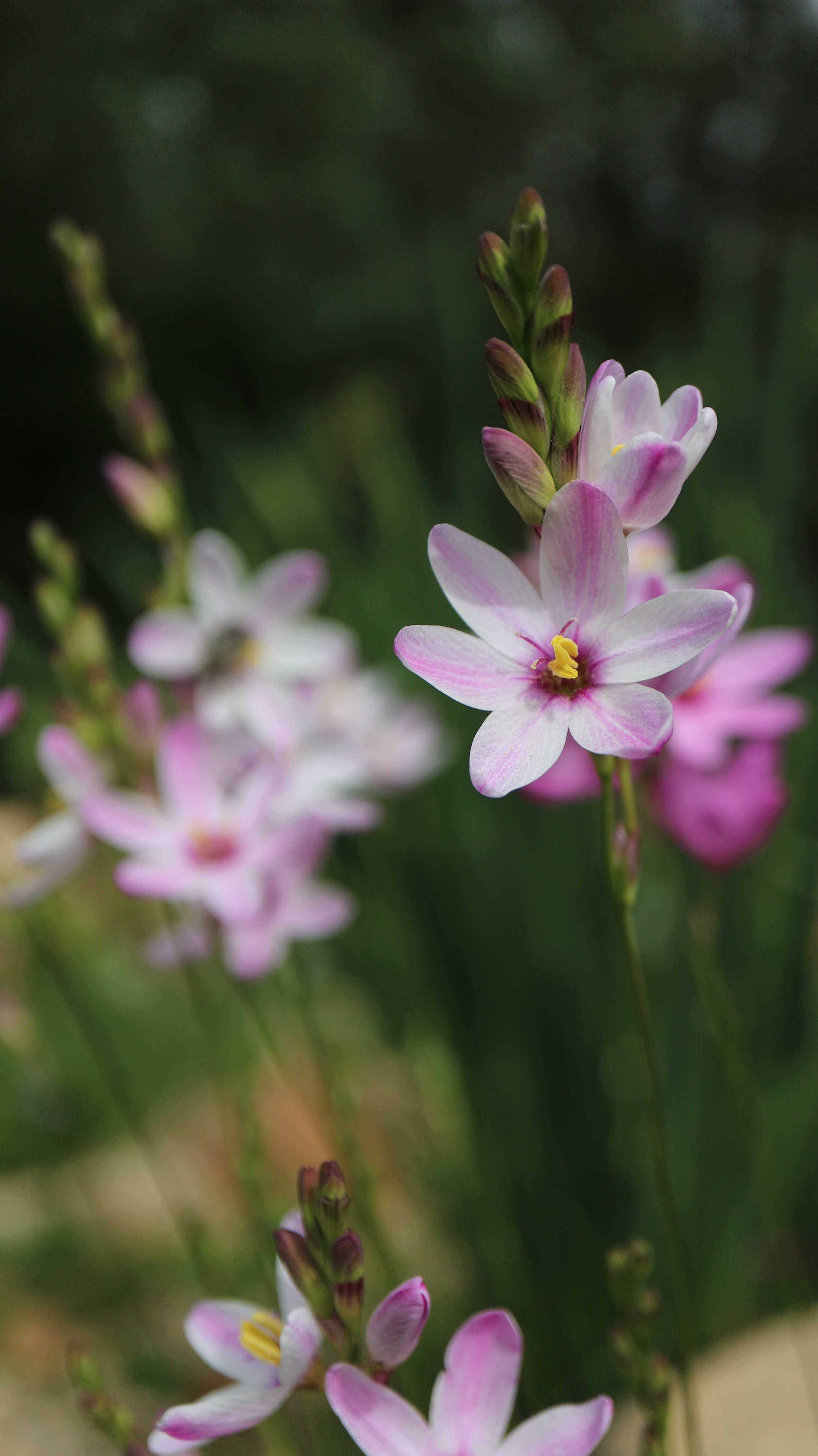 Ixia latifolia 2022 1.JPG