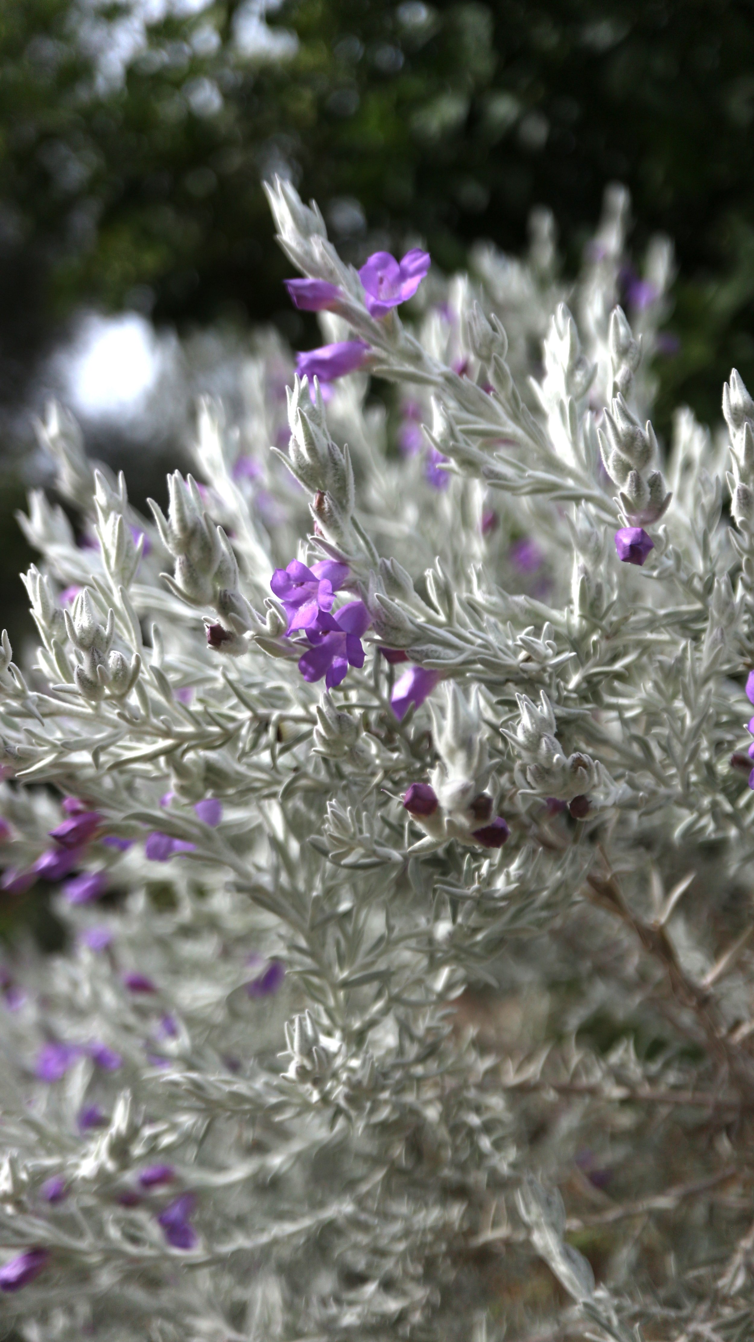 Eremophila nivea / Scrophulariaceae / Australia