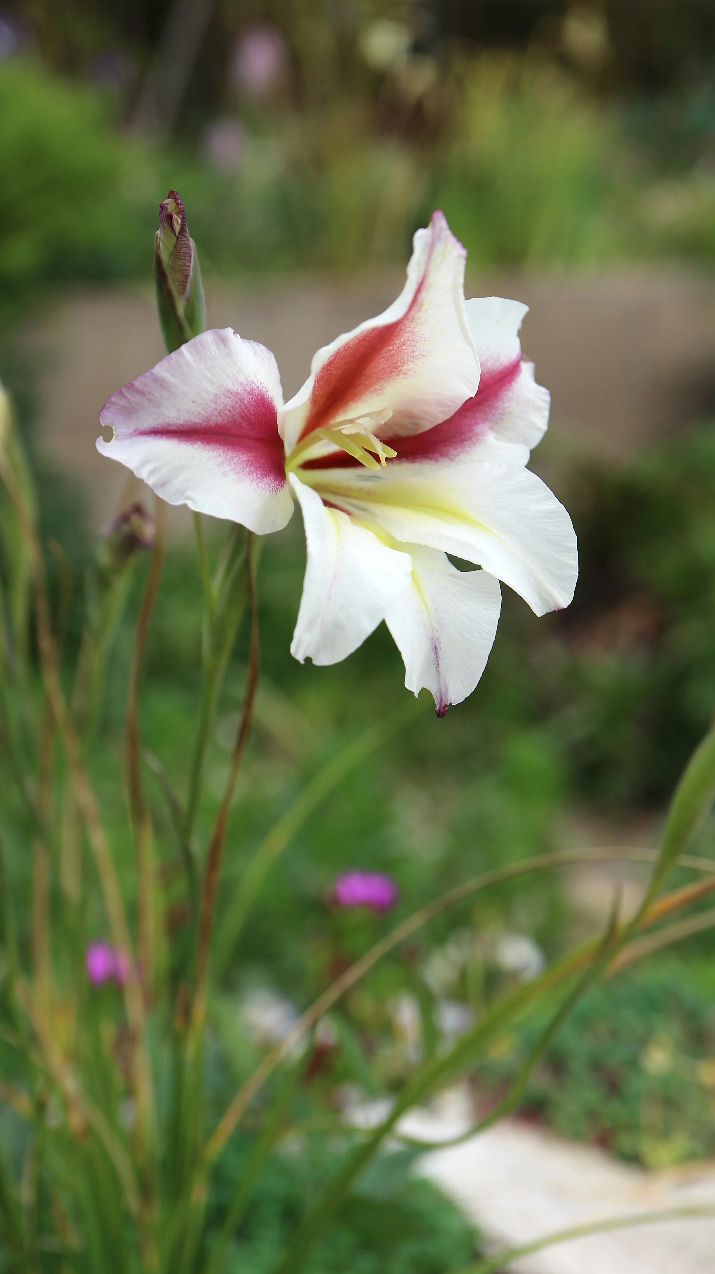 Gladiolus tristis x 'Red Stripe' / Iridaceae