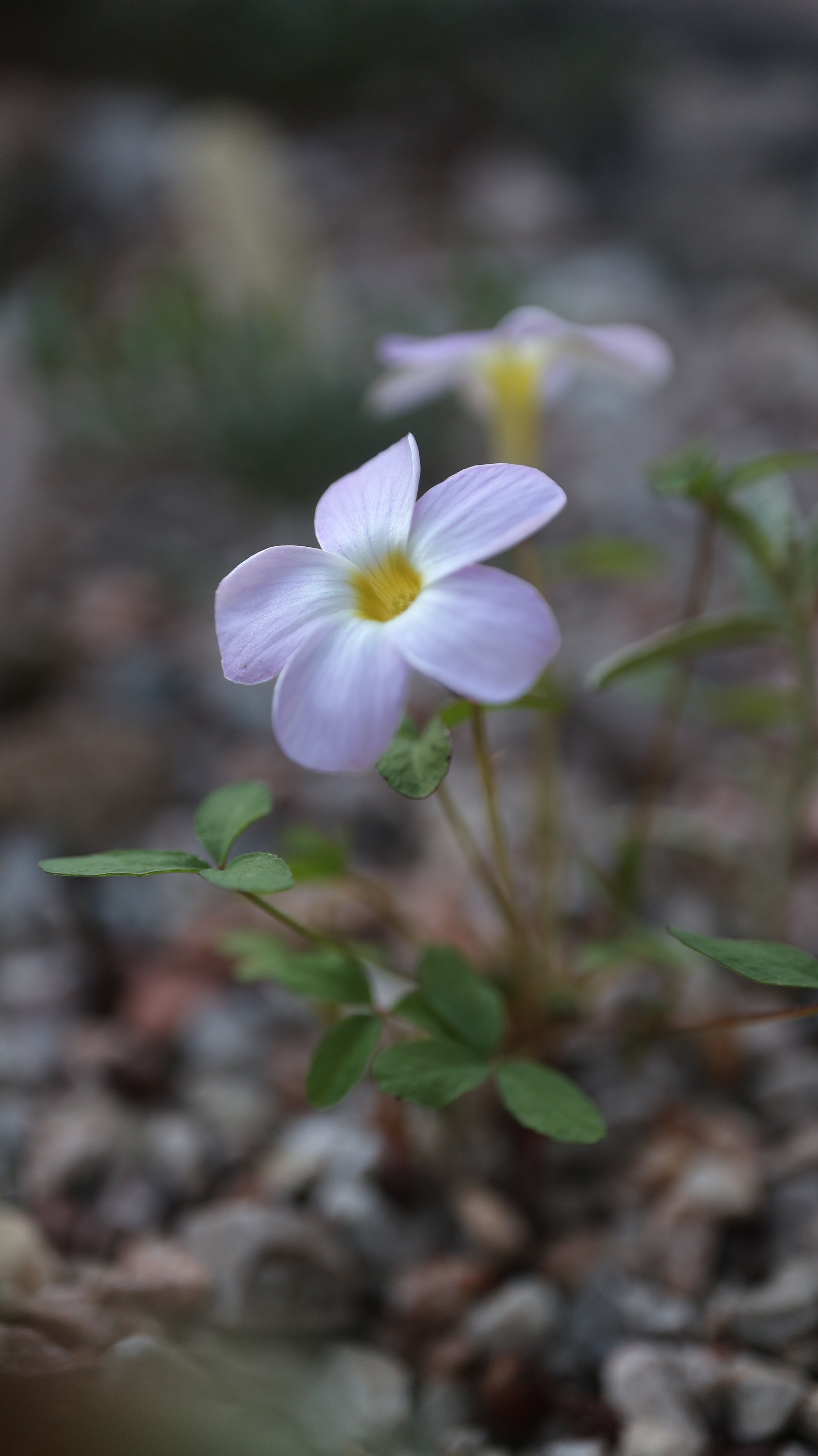 Oxalis fragrans / Oxalidaceae / SW Cape, South Africa