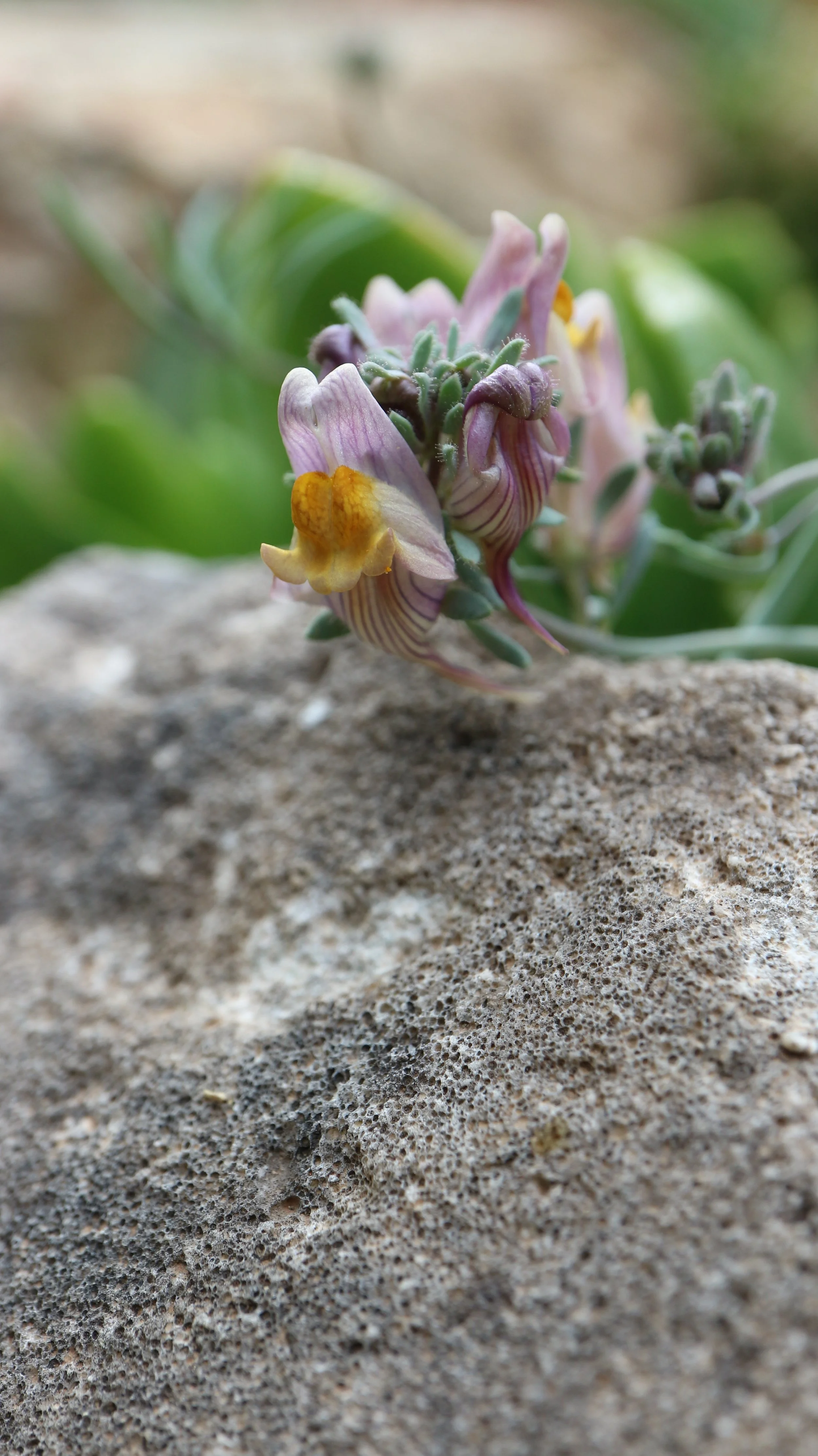 Linaria pruinosa / Plantaginaceae / Serra de Tramuntana - Mallorca