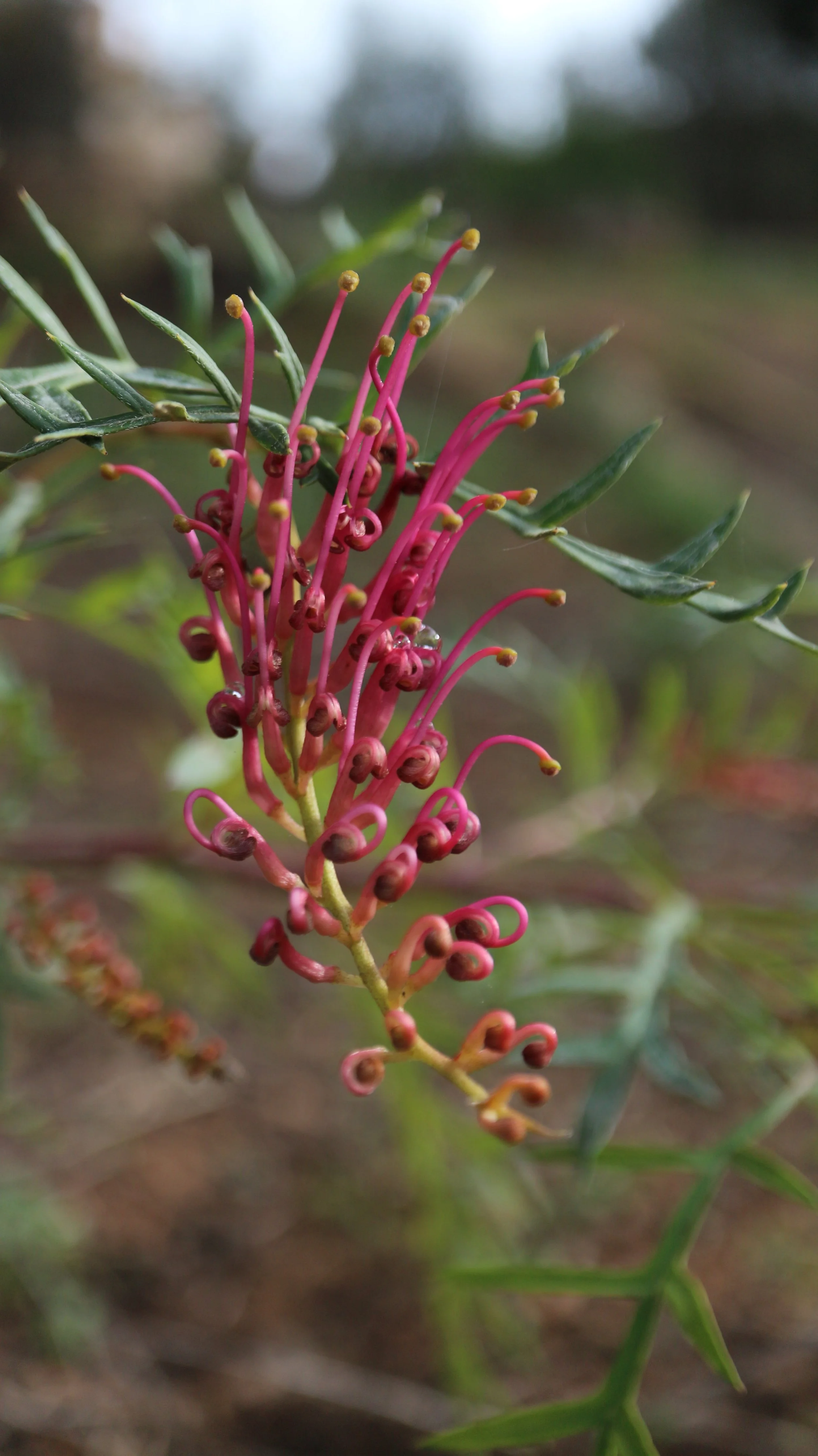 Grevillea 'Bronze Rambler' / Proteaceae / Australia