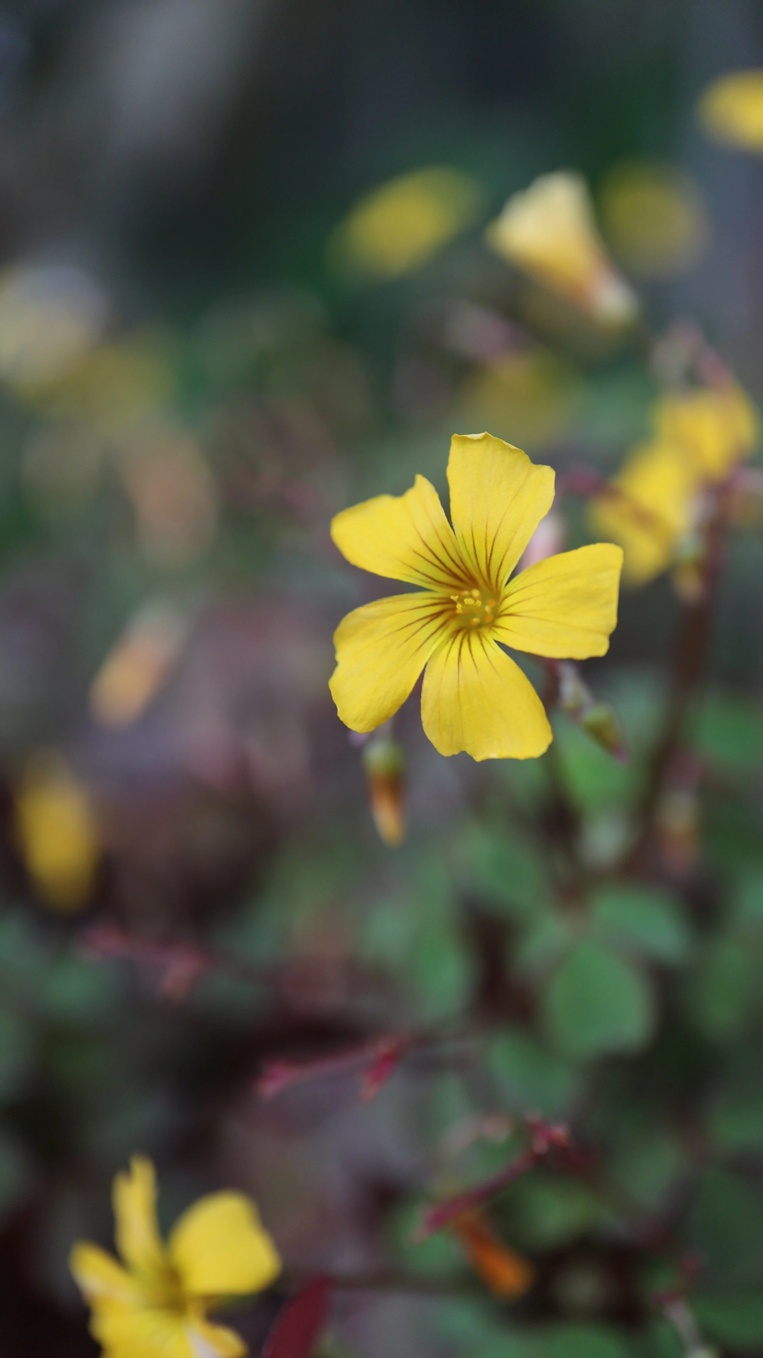 Oxalis vulcanicola / Oxalidaceae / México