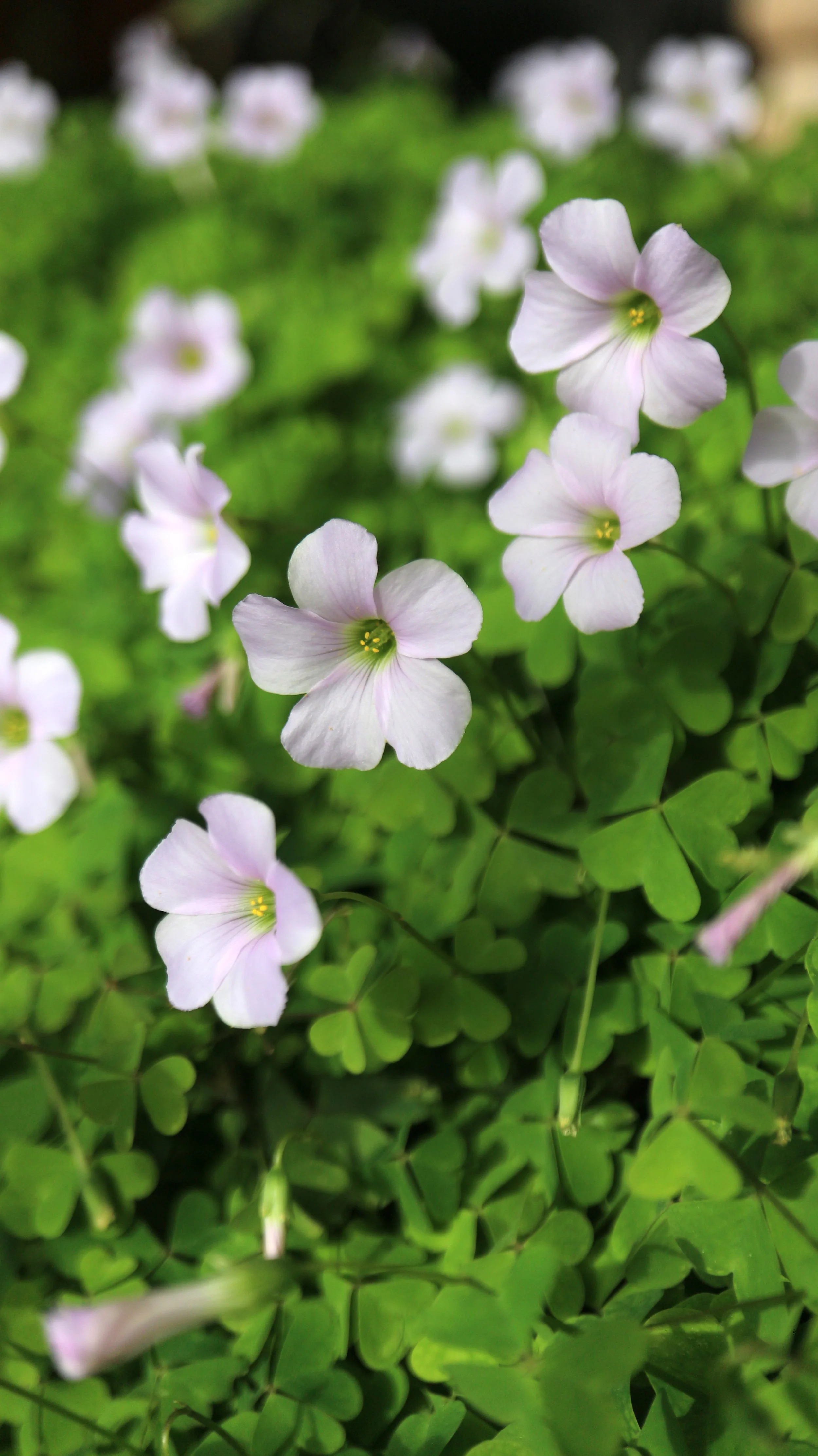 Oxalis incarnata (ex Table Mountain) / Oxalidaceae / SW Cape, South Africa