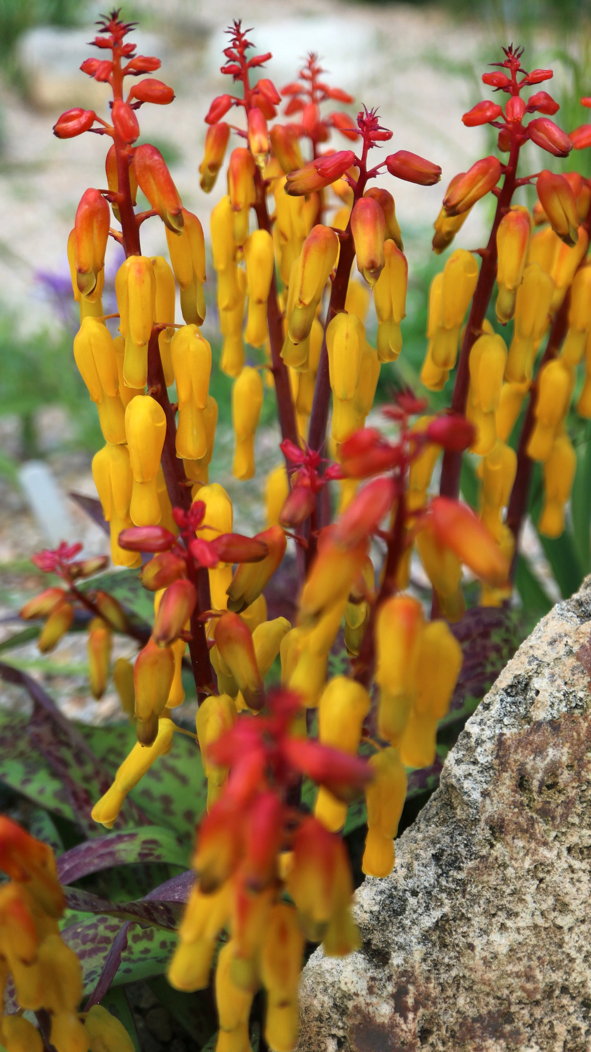 Lachenalia aloides / Scilloideae / SW Cape, South Africa