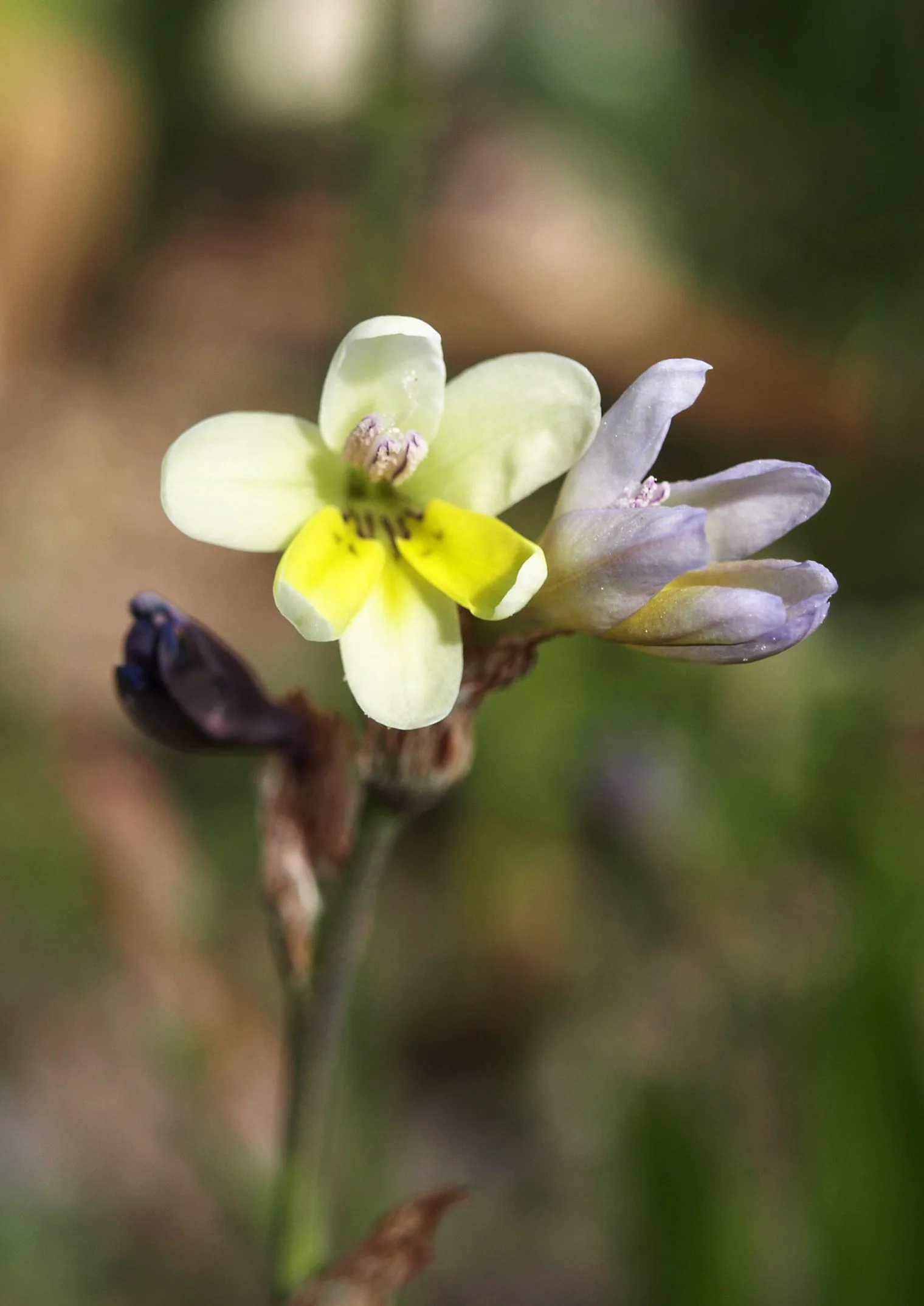 Sparaxis parviflora / Iridaceae / W Cape, South Africa