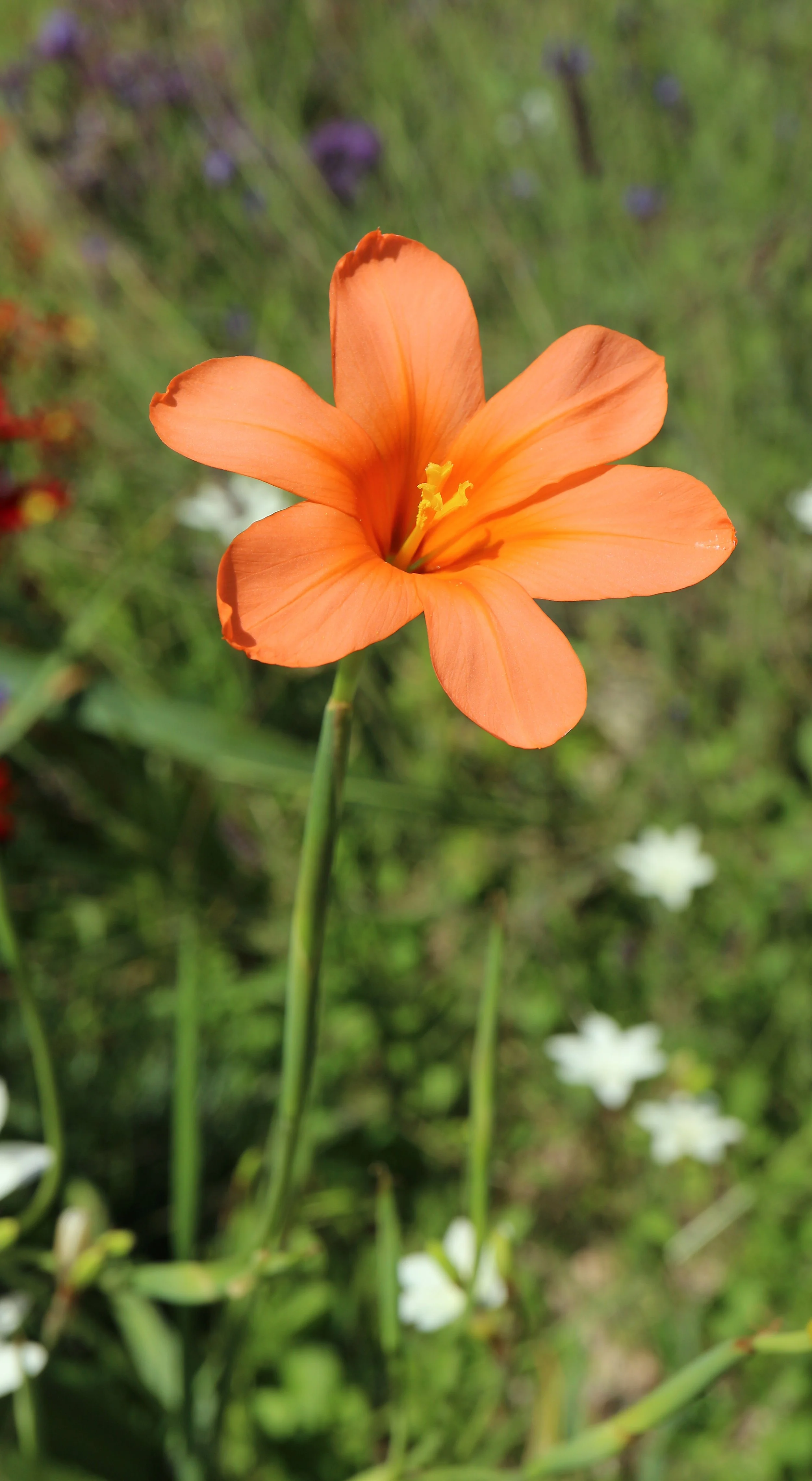 Moraea flaccida / Iridaceae / SW Cape, South Africa