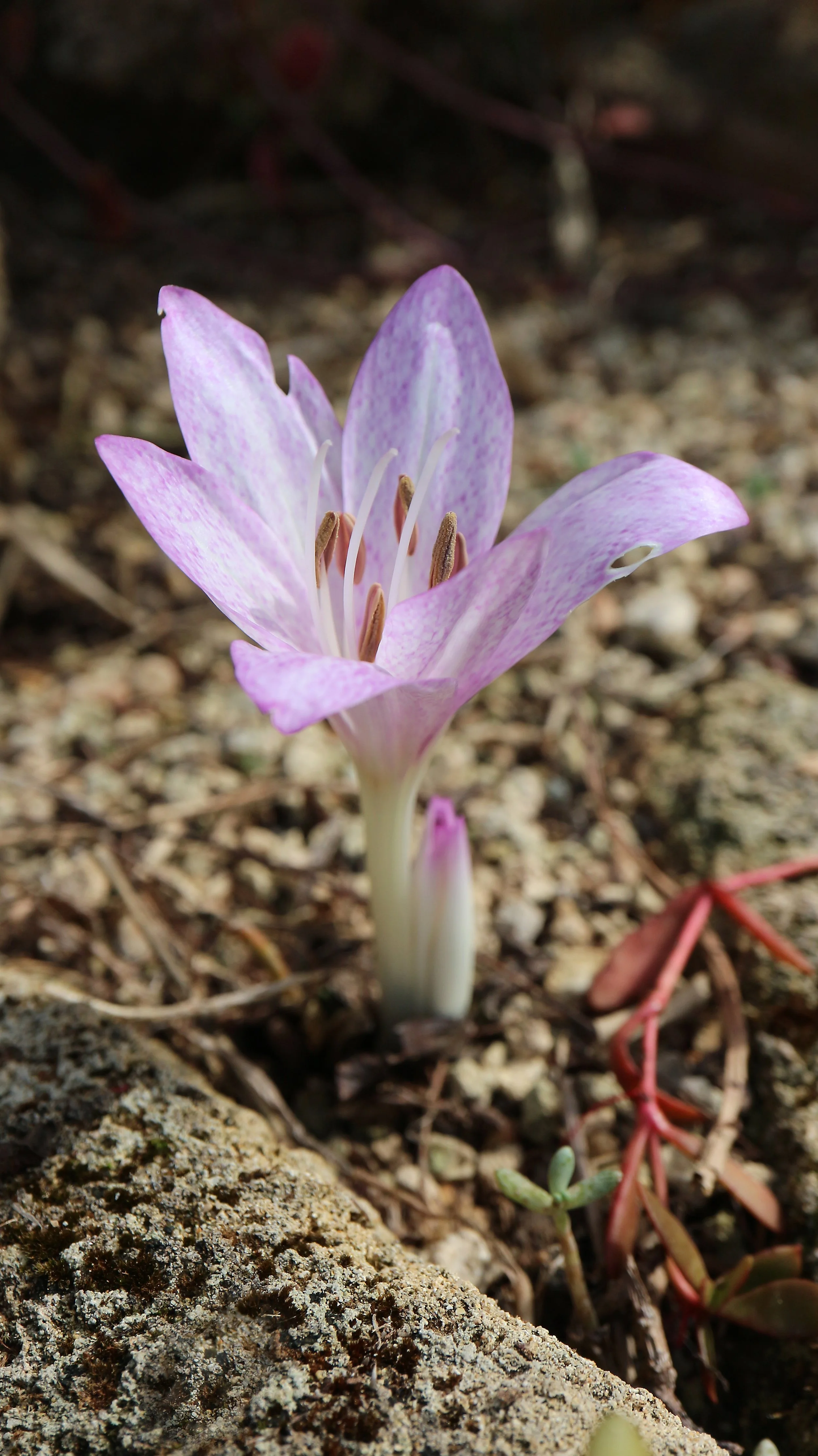 Colchicum macrophyllum / Colchicaceae / E Mediterranean