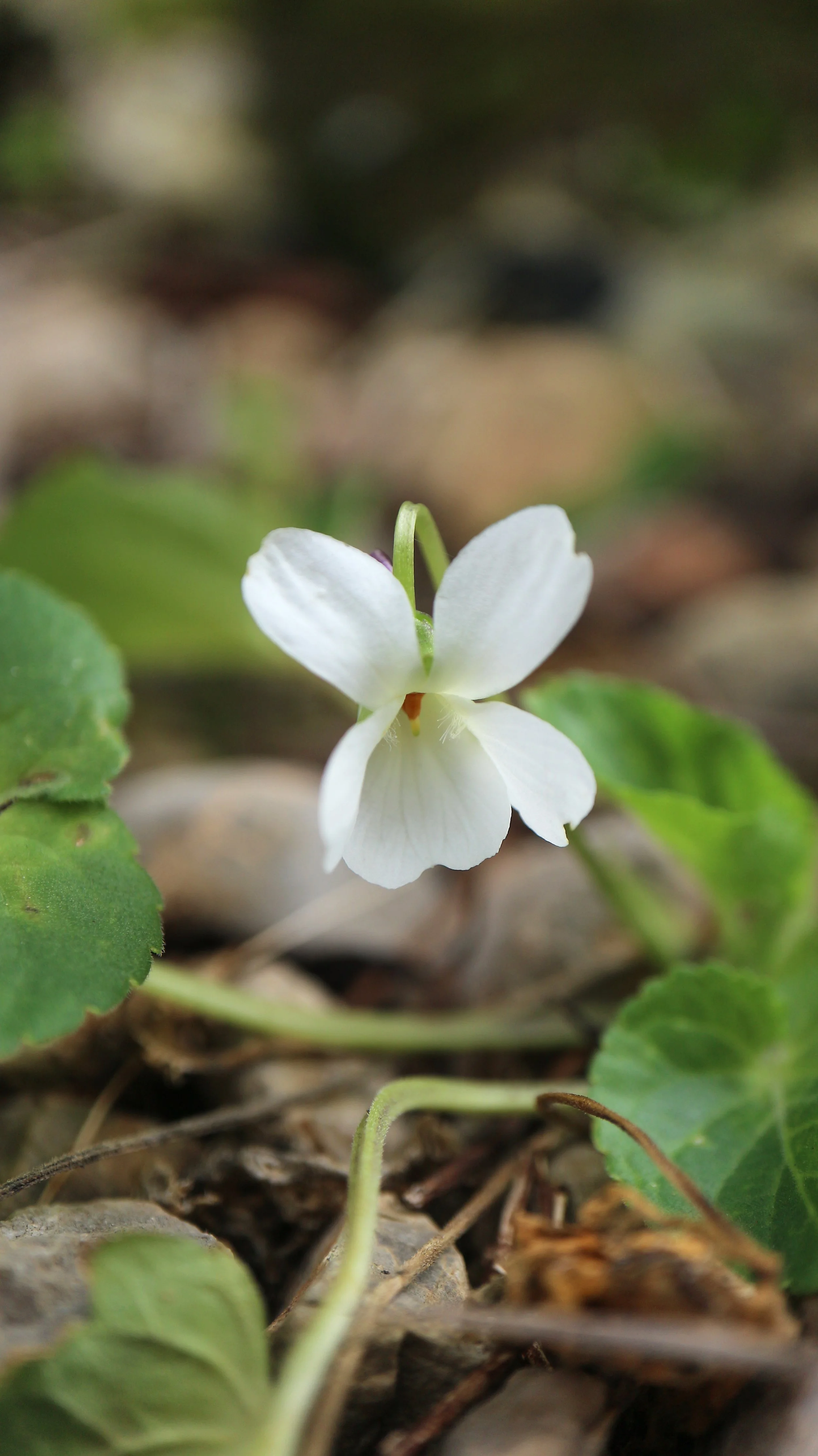 Viola jaubertiana f. alba / Violaceae / Serra de Tramuntana - Mallorca