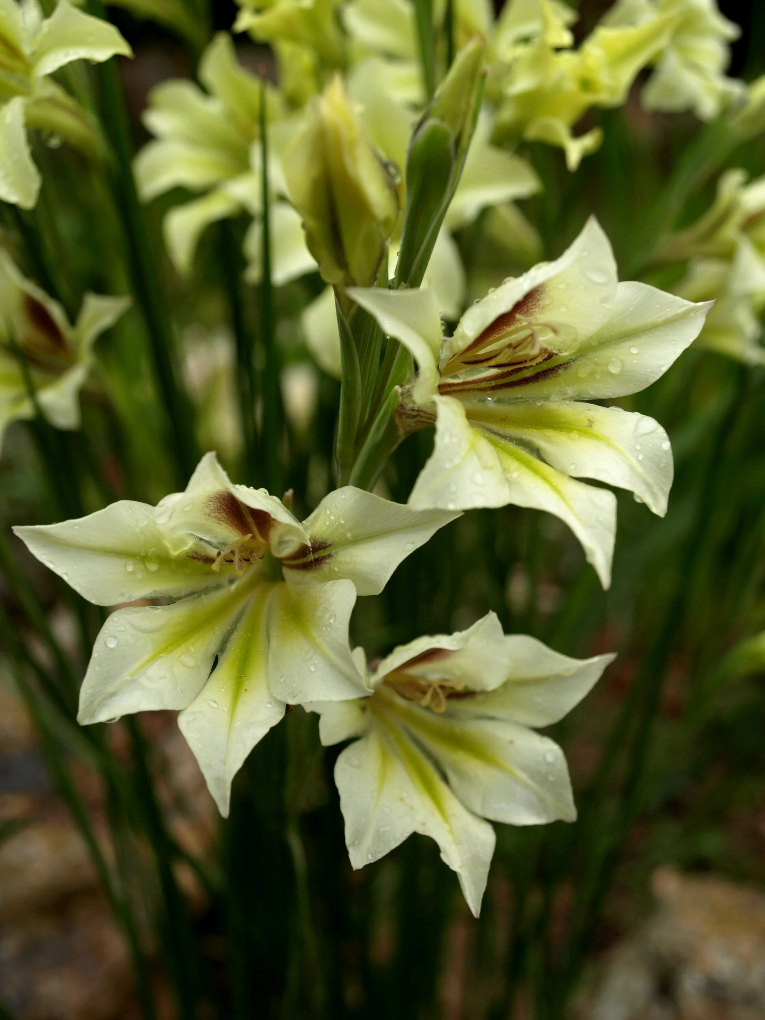 Gladiolus tristis/ Iridaceae / SW Cape, South Africa