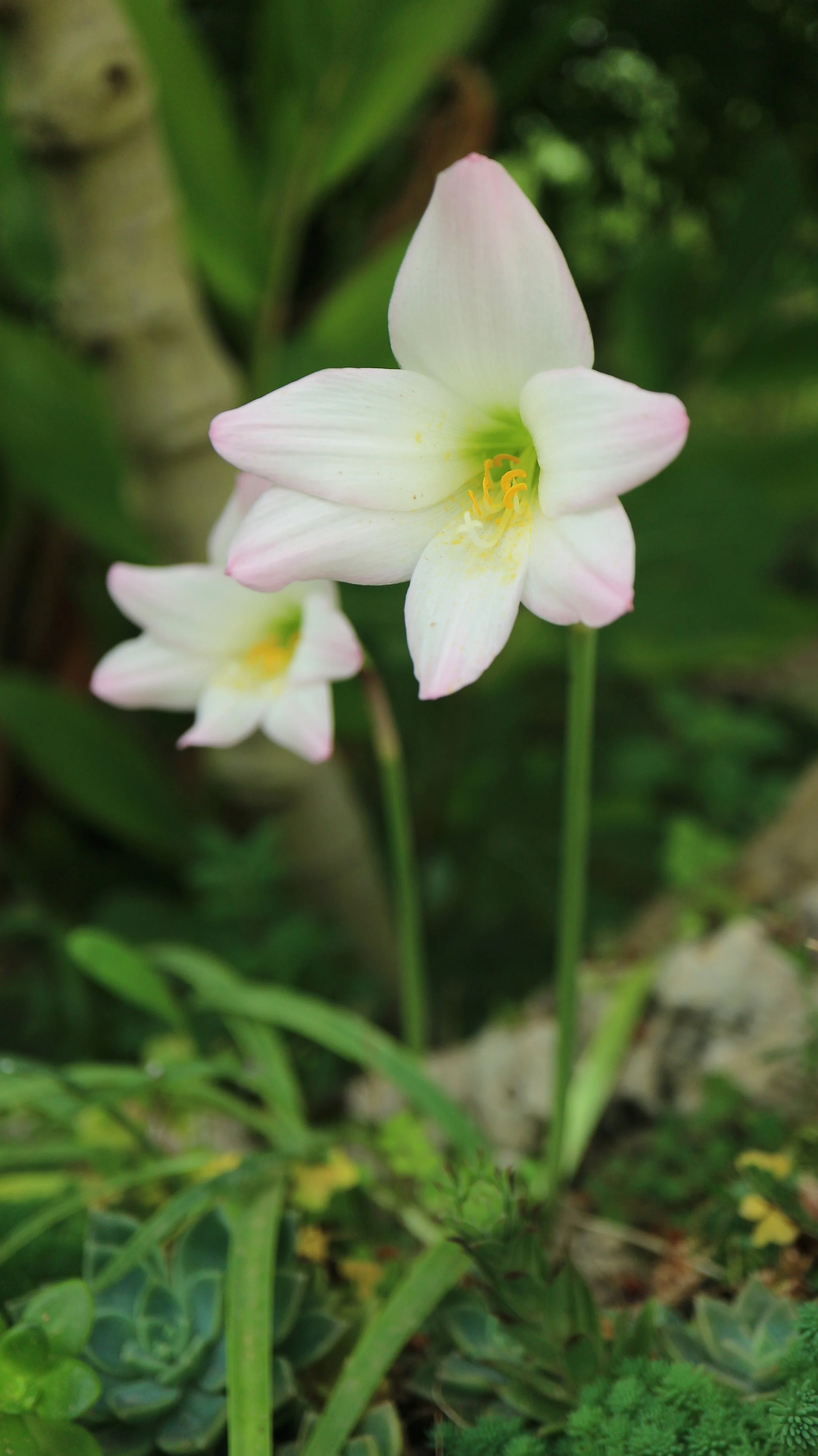 Habranthus robustus / Amaryllidaceae / S America