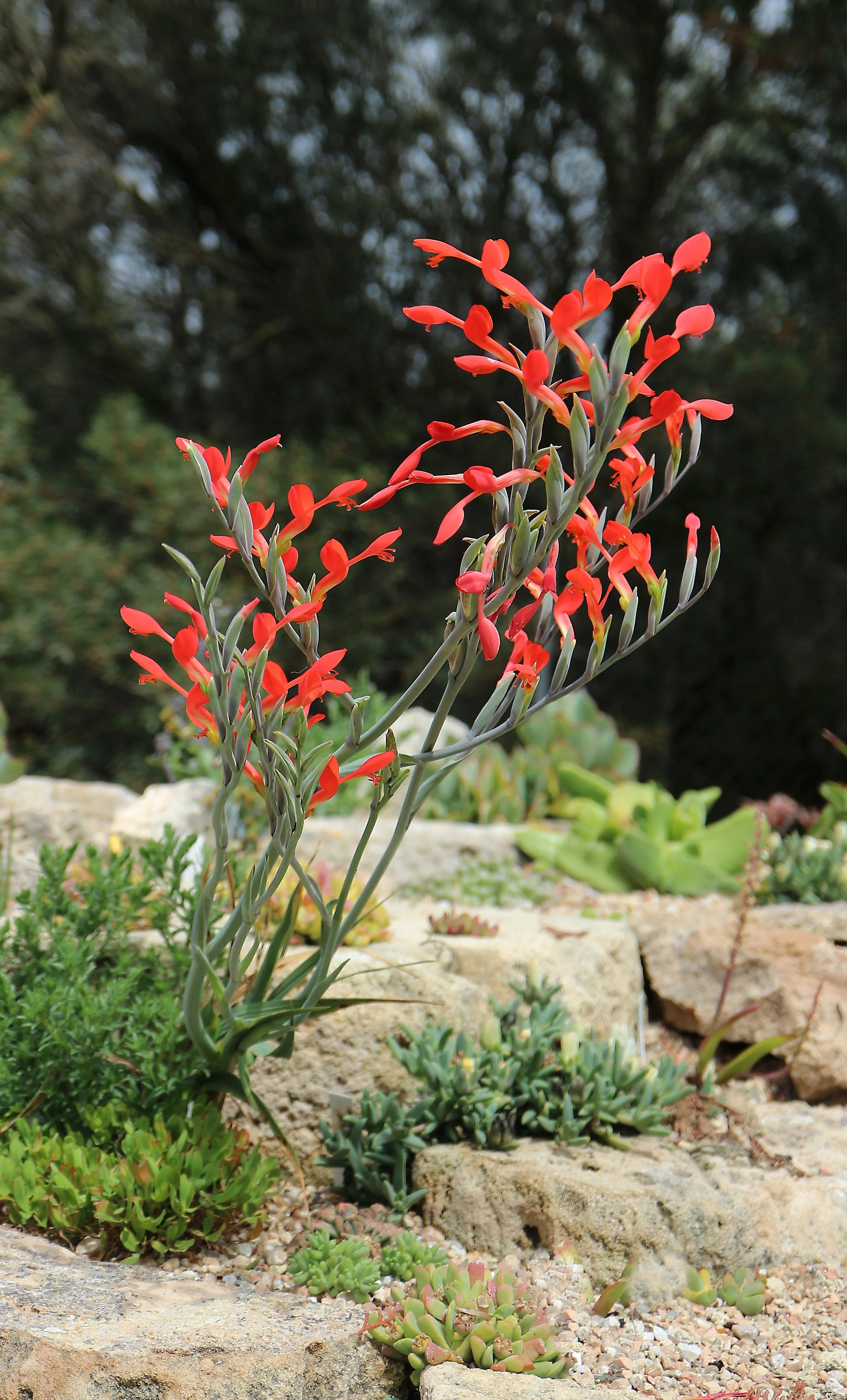 Gladiolus cunonius (Ex Cape Peninsula) / Iridaceae / SW Cape, South Africa