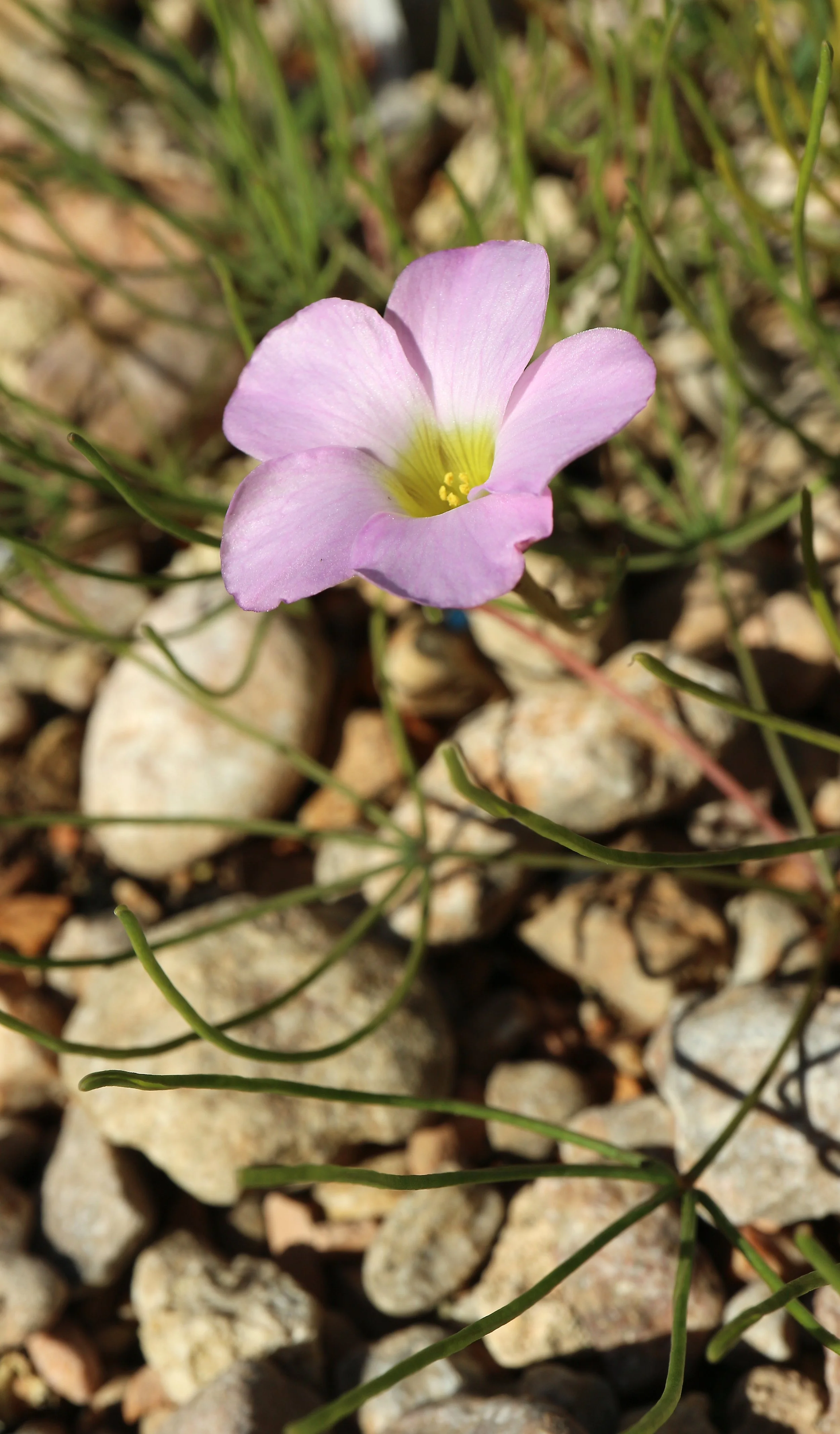 Oxalis polyphylla var. heptaphylla / Oxalidaceae / SW Cape, South Africa