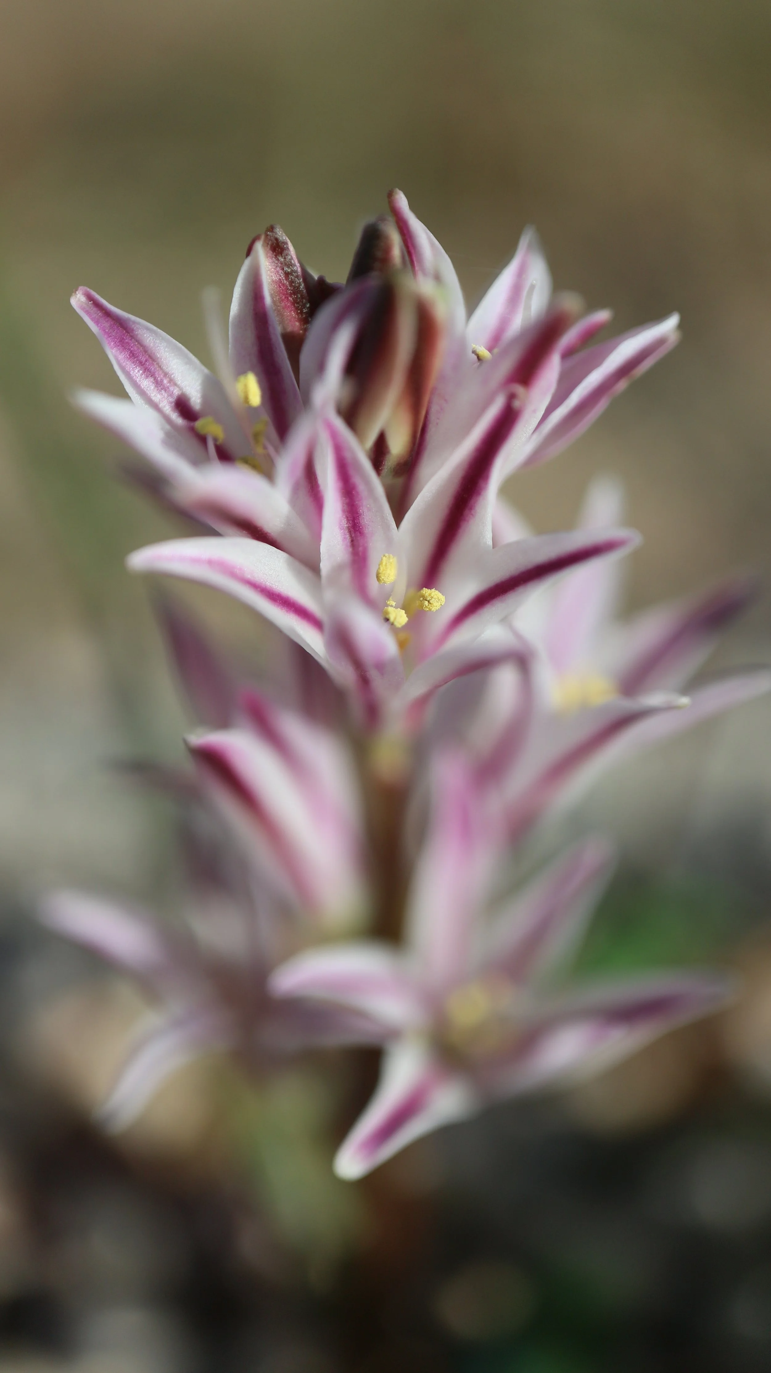 Lachenalia corymbosa - syn: Polyxena corymbosa / Scilloideae / SW Cape, South Africa