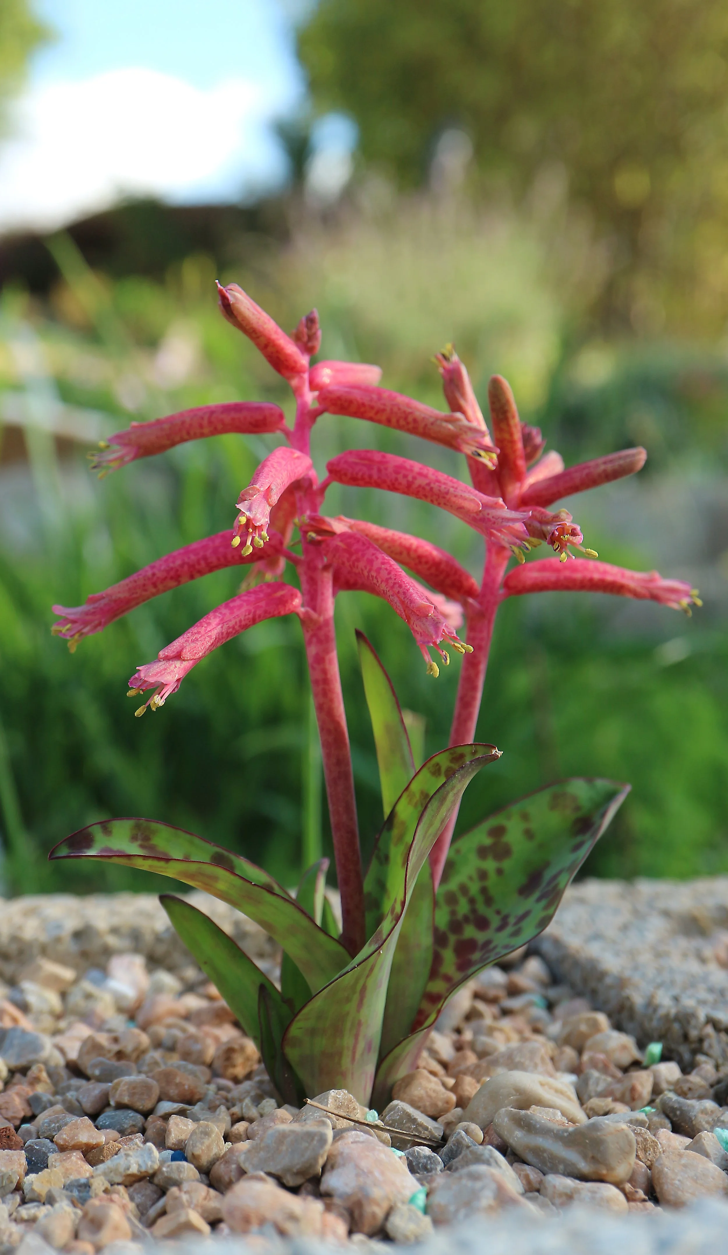 Lachenalia rubra / Scilloideae / SW Cape, South Africa