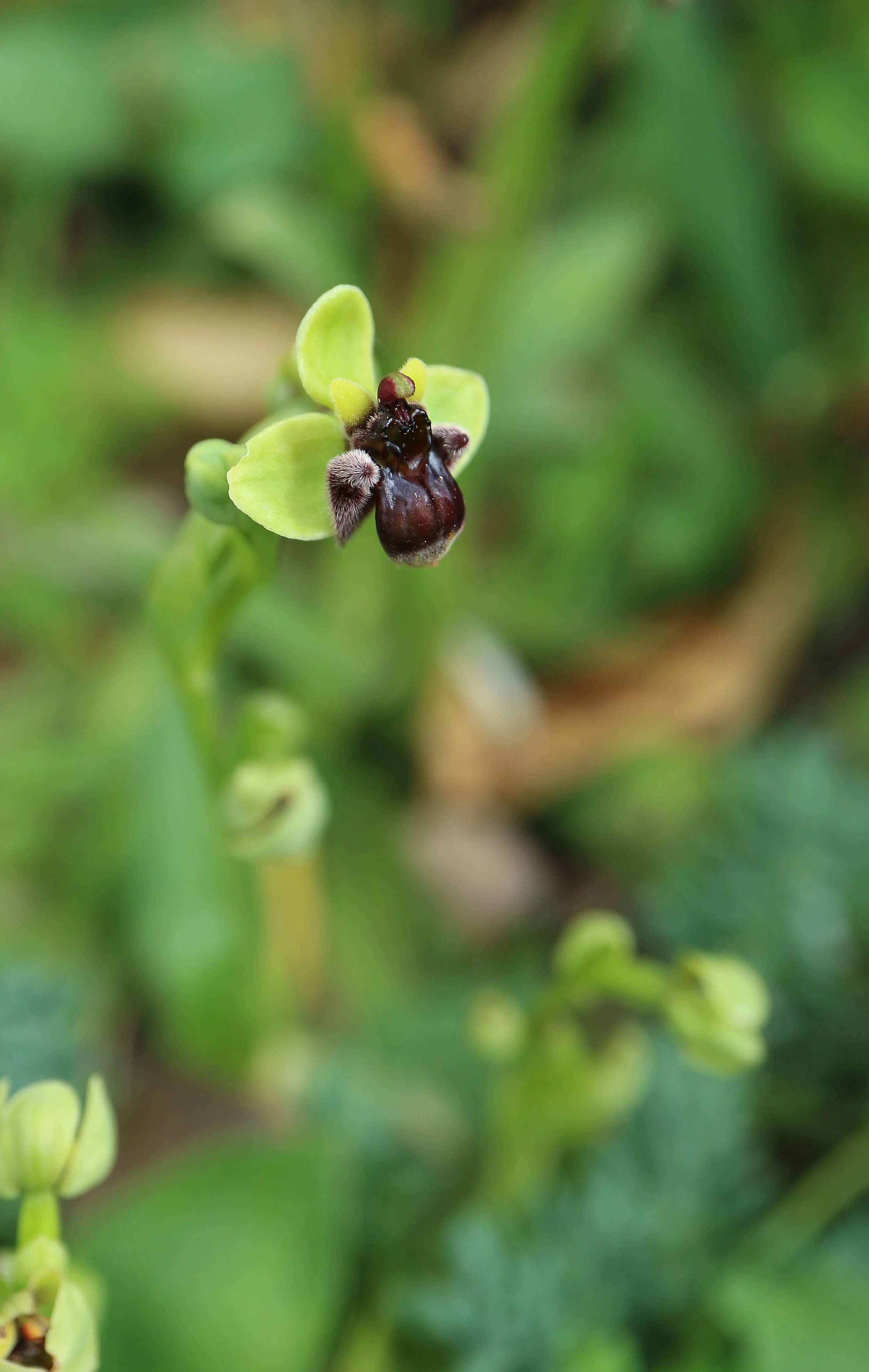 Ophrys bombylliflora (ex Mallorca) / Orchidaceae / Mediterranean Region