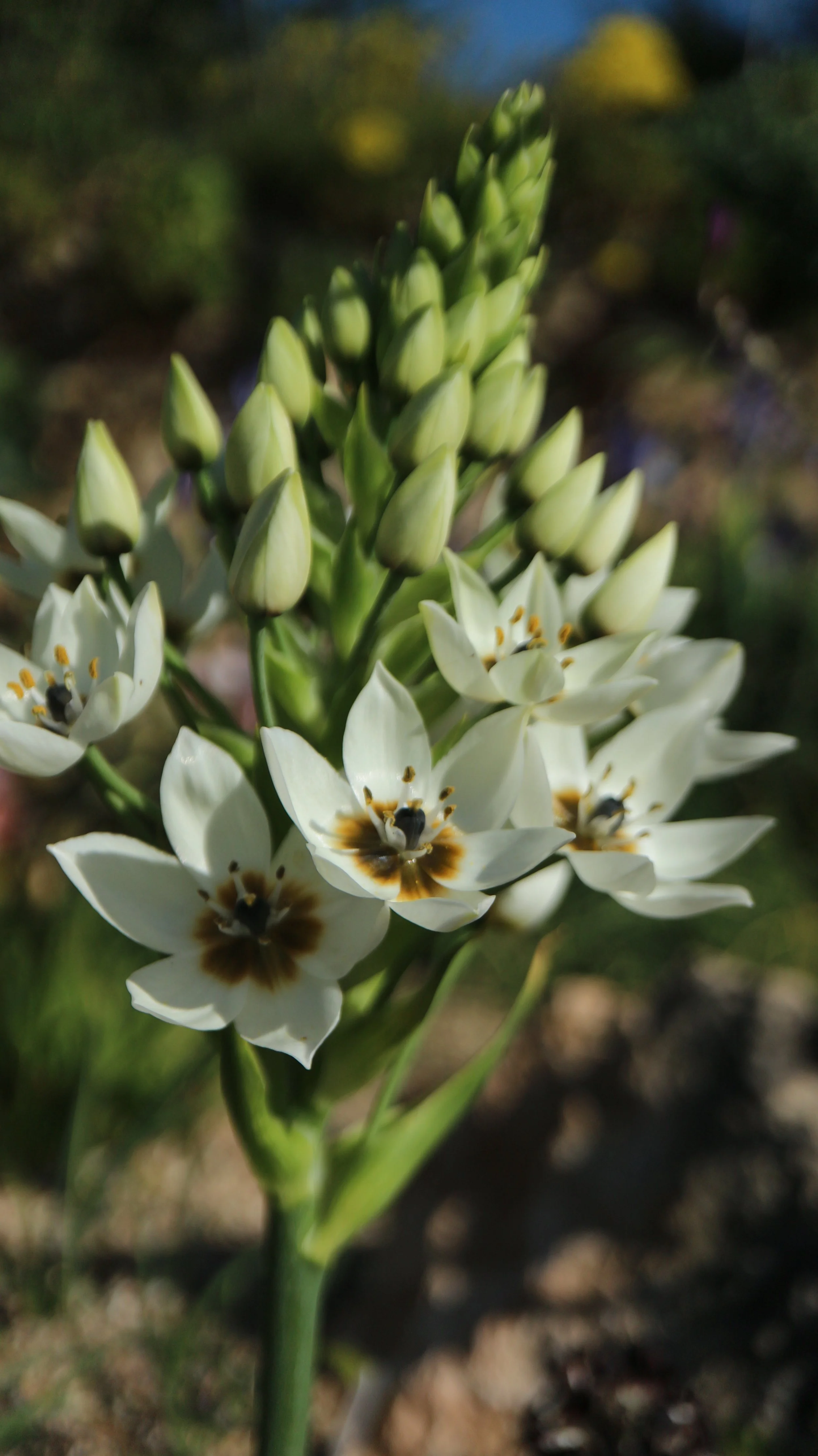 Ornithogalum thyrsoides (ex Cape Town area) / Scilloideae / SW Cape, South Africa