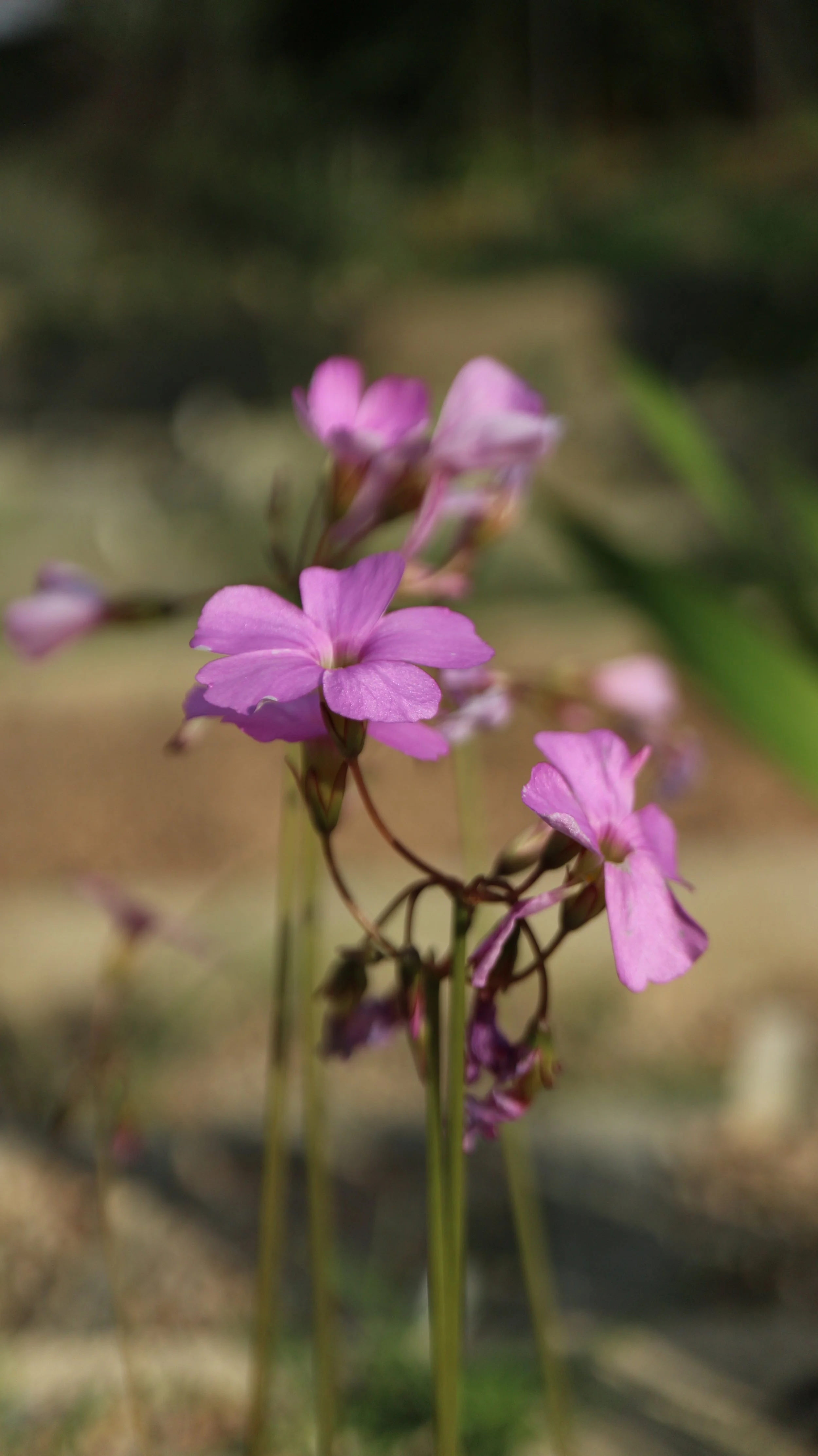 Oxalis livida / Oxalidaceae / SW Cape, South Africa