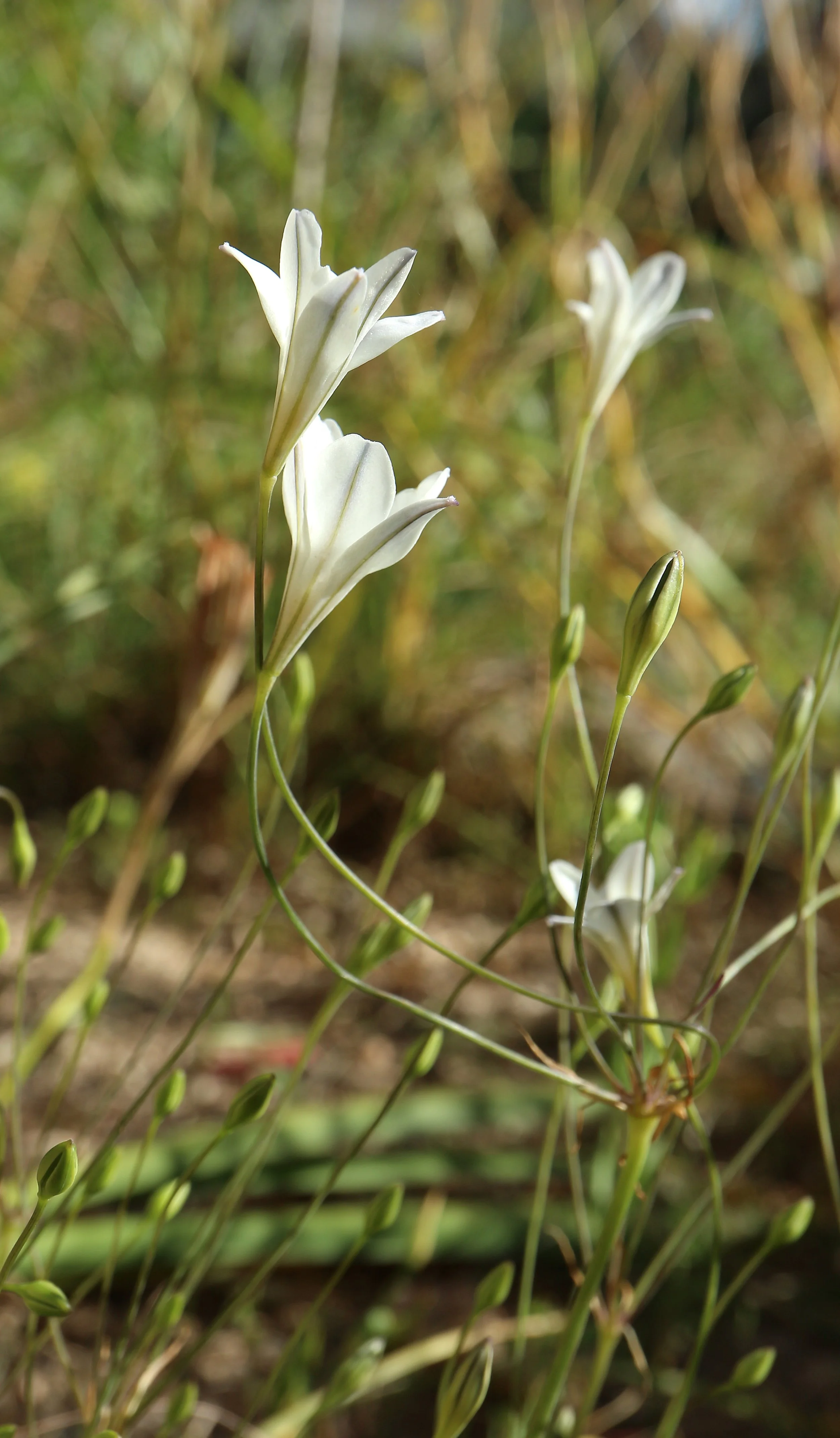 Triteleia peduncularis / Brodiaoideae / California