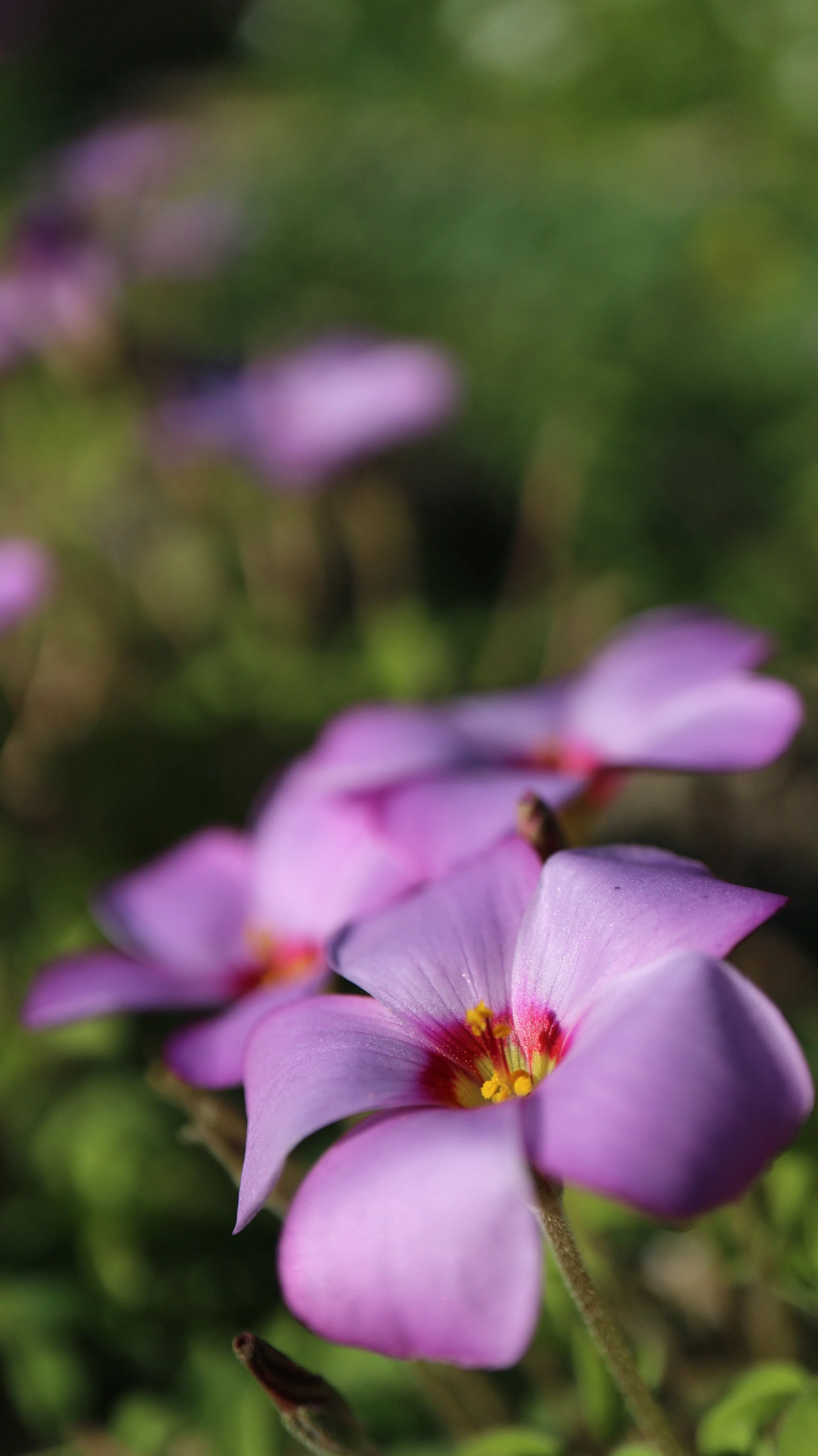 Oxalis callosa / Oxalidaceae / SW Cape, South Africa