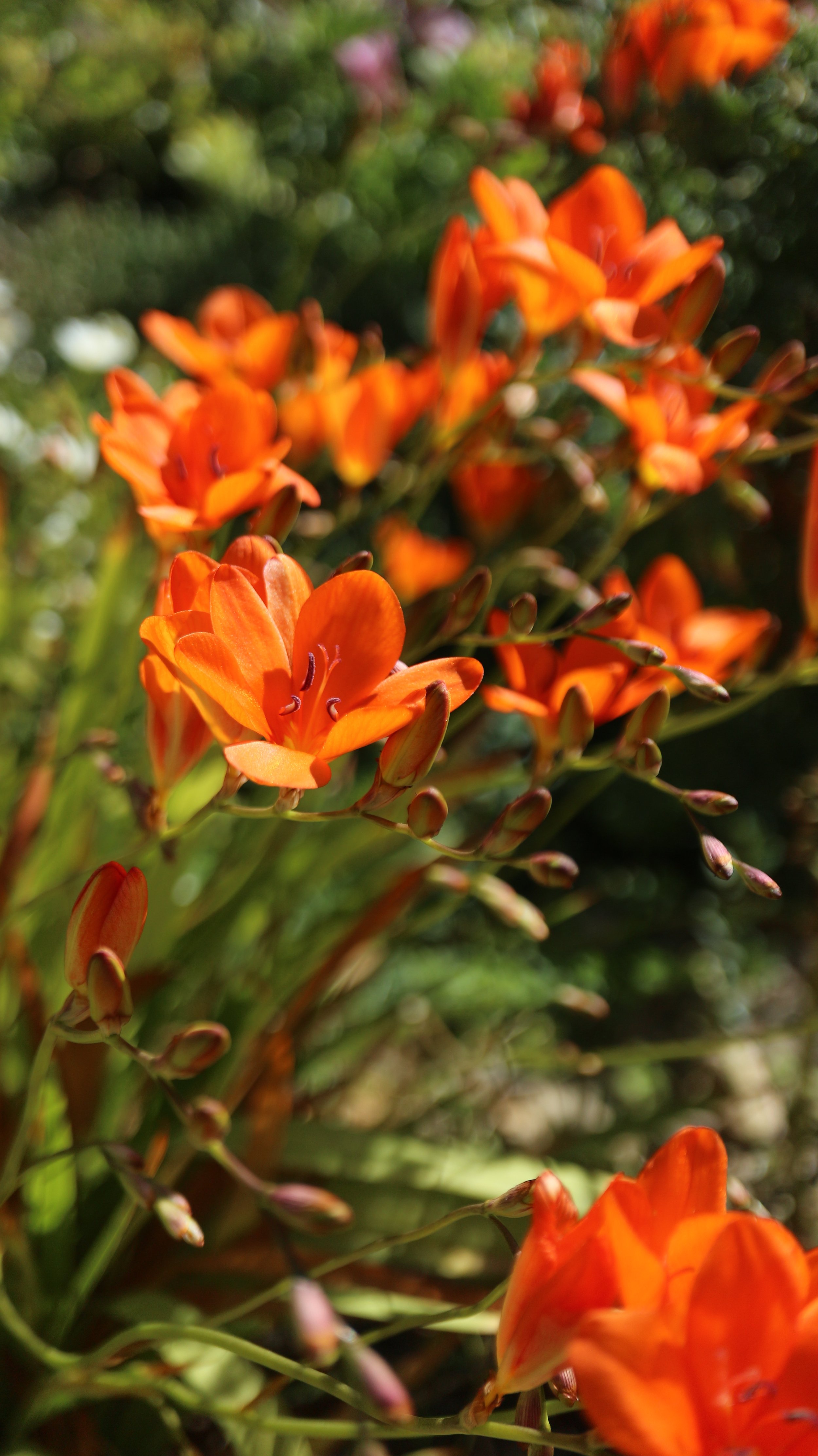 Tritonia deusta cv / Iridaceae / S Cape, South Africa