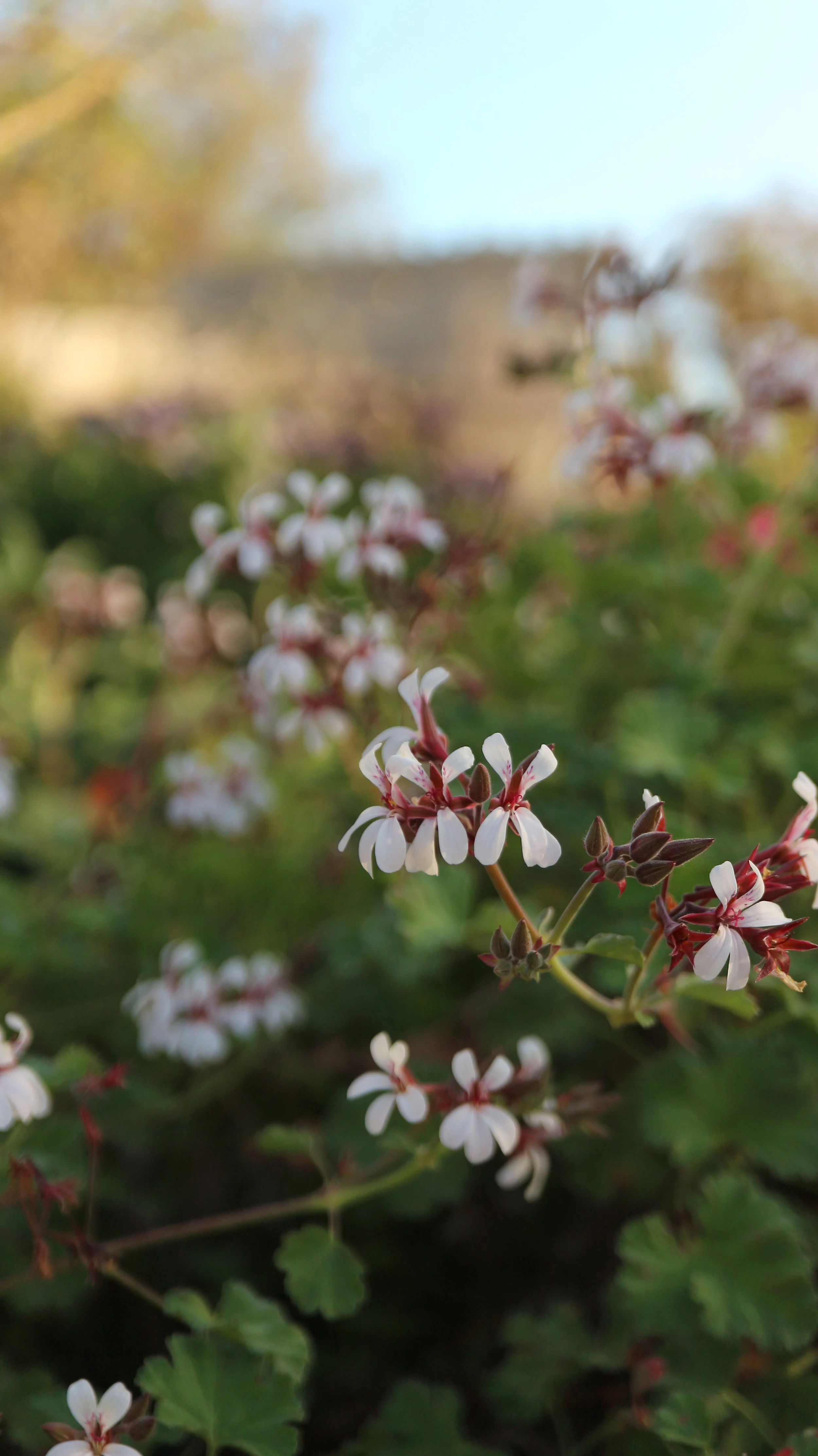 Pelargonium tomentosum / Geraniaceae / South Africa