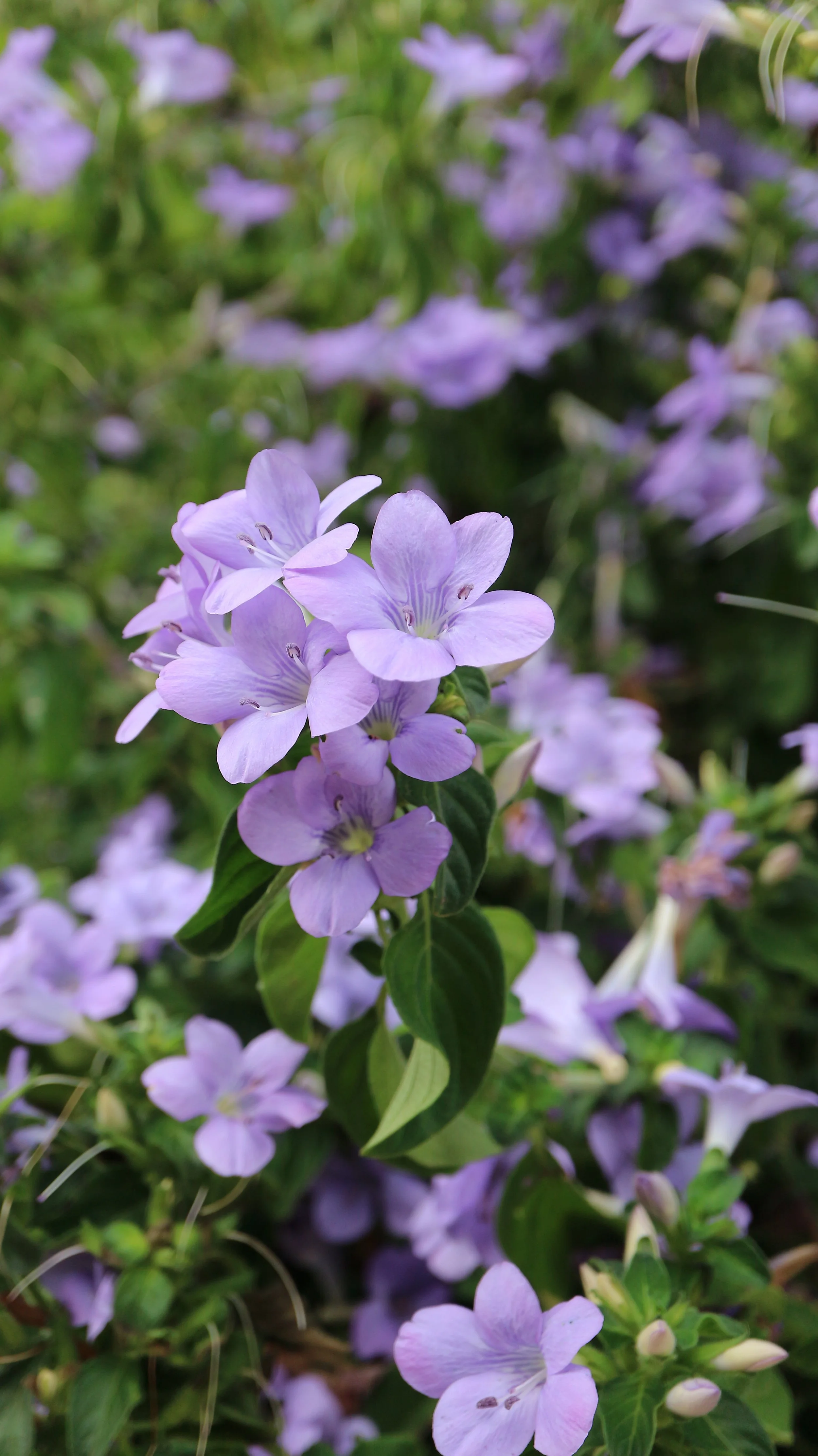 Barleria obtusa / Acanthaceae / Southern African countries