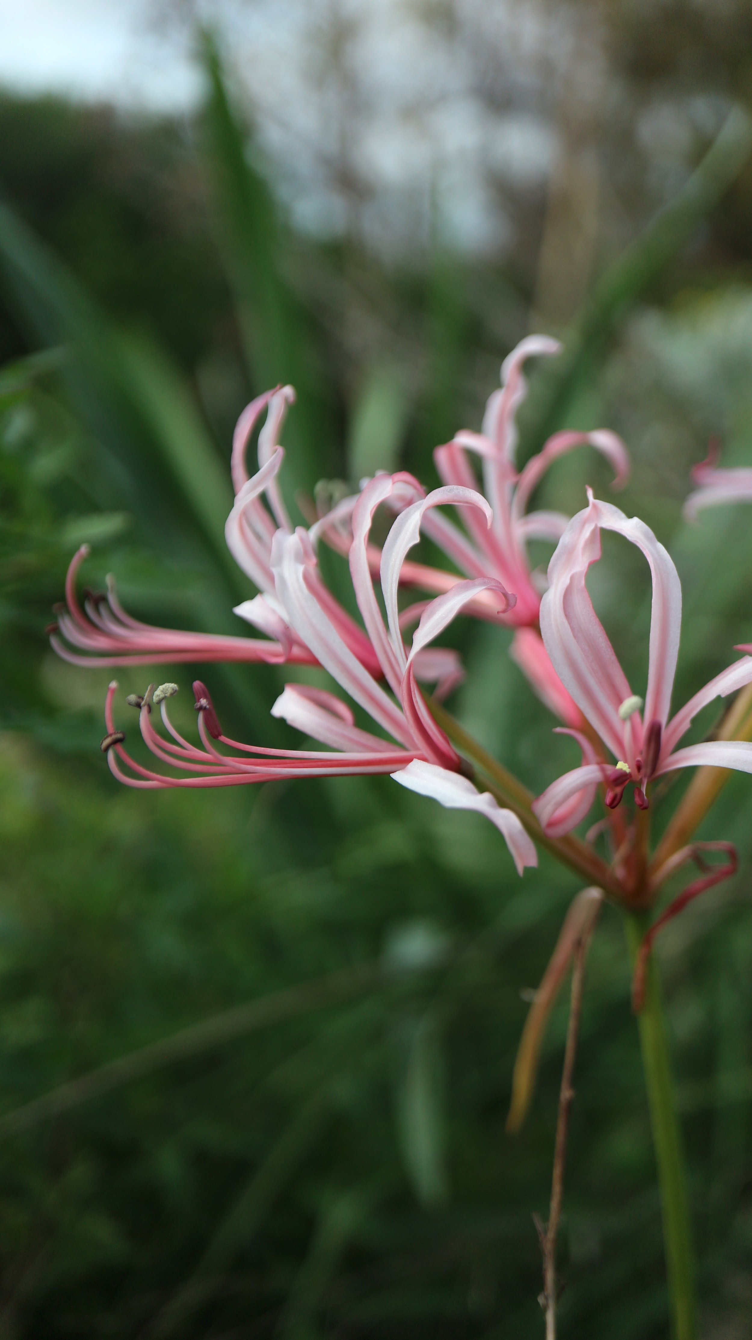 Nerine humilis / Amaryllidaceae / W Cape, South Africa