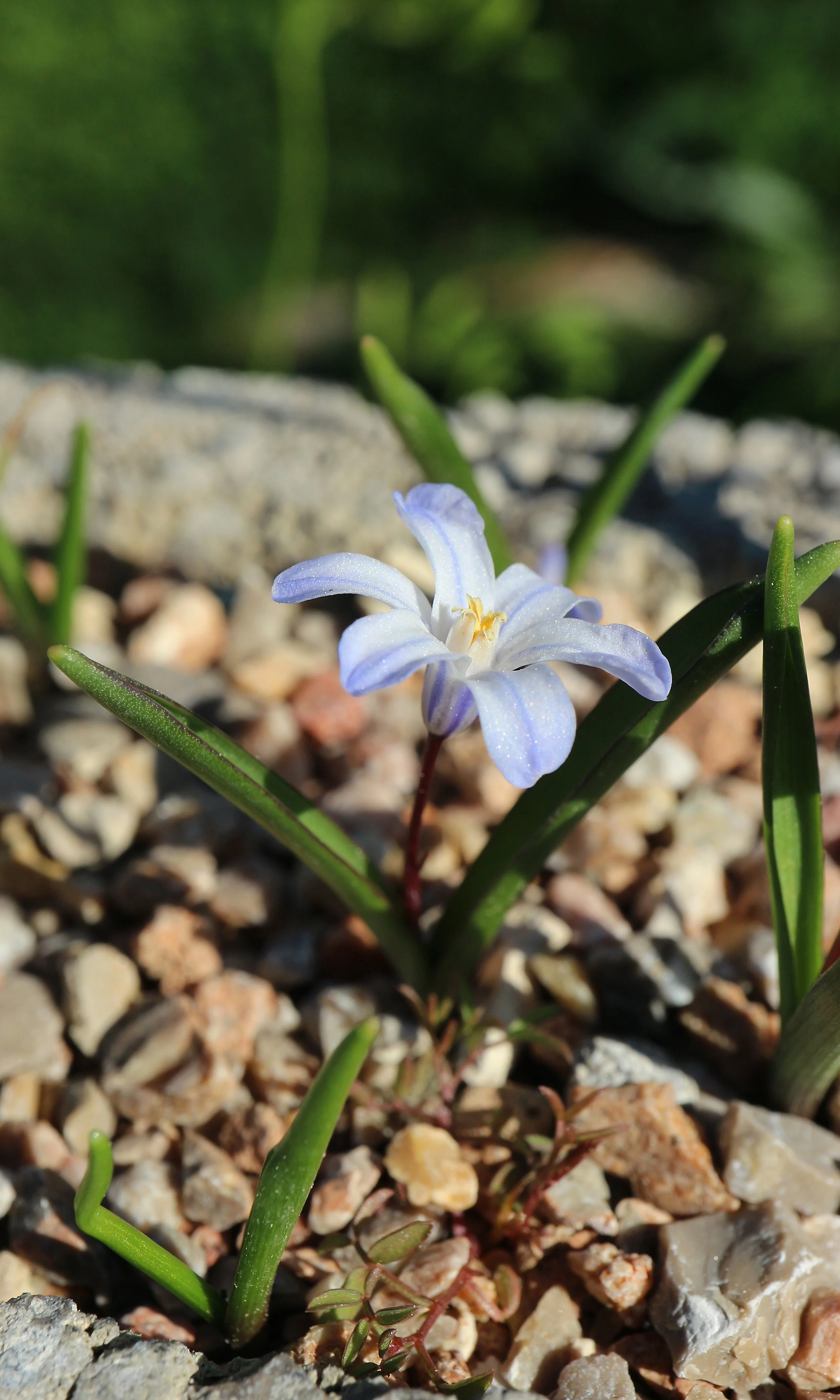 Scilla albescens / Scilloideae / E Mediterranean