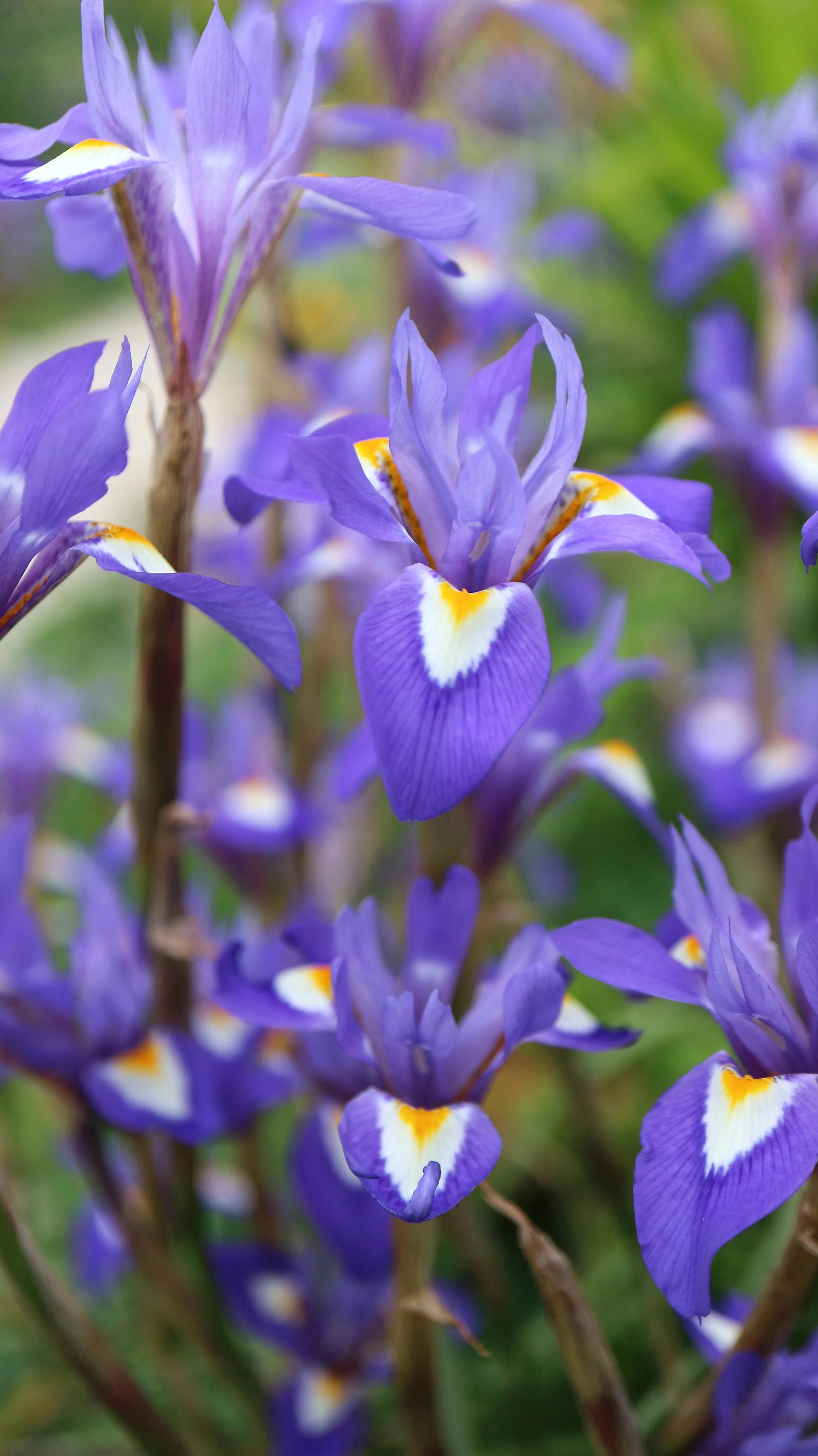 Moraea sisyrhinchium (ex Madrid) / Iridaceae / Mediterranean Region