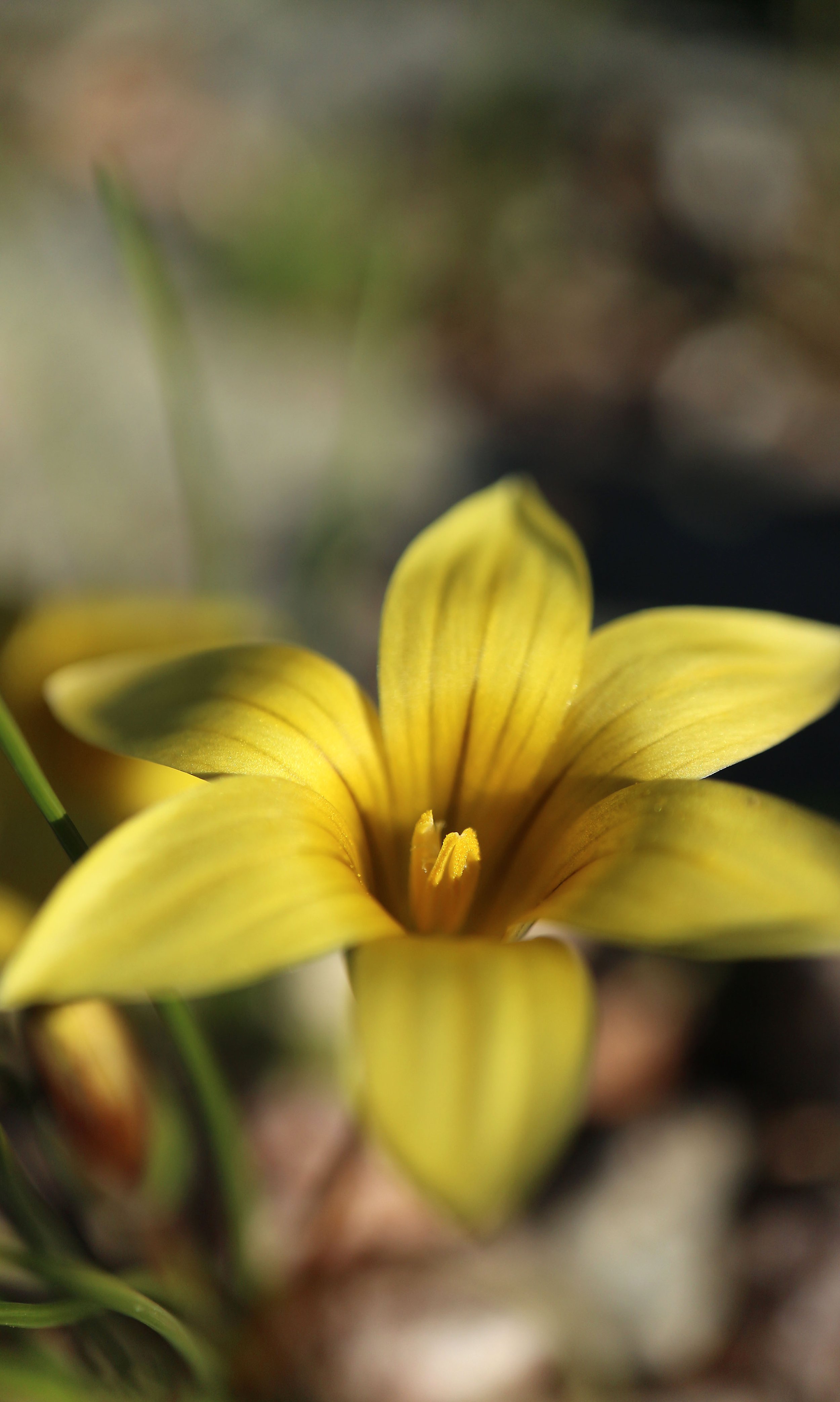 Romulea multisulcata / Iridaceae / SW Cape, South Africa