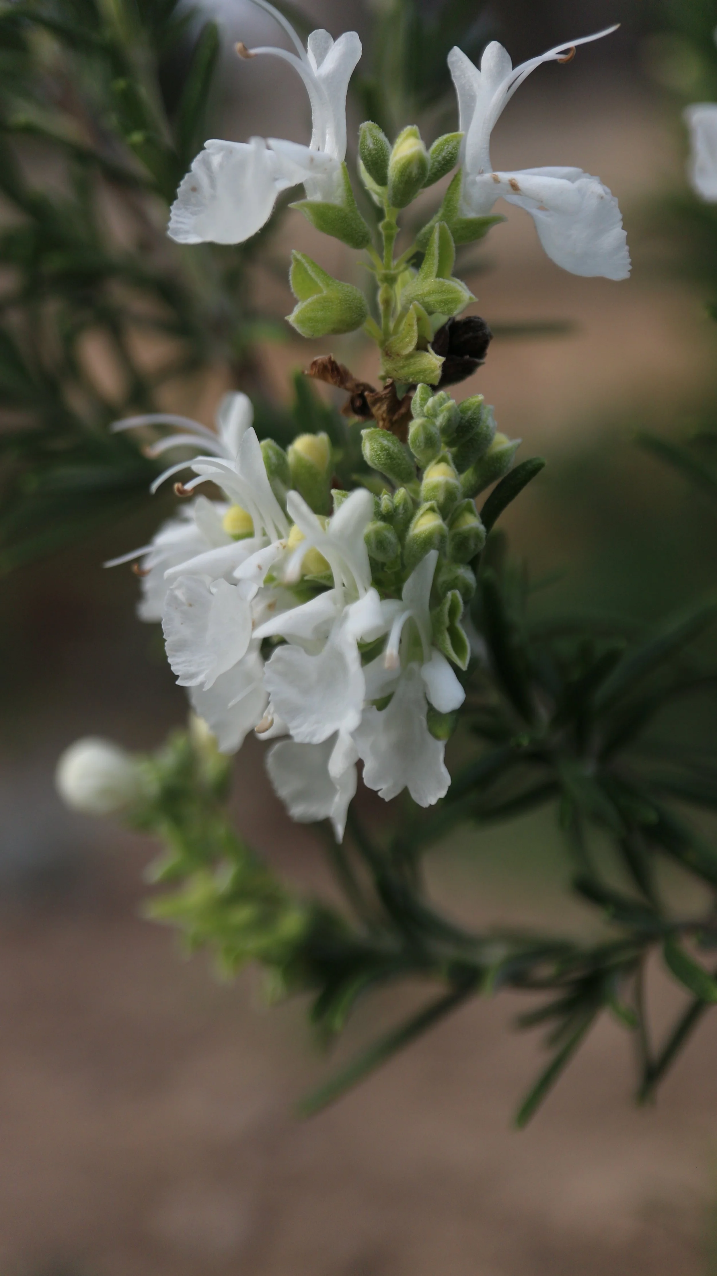 Salvia rosmarinus var. palaui f. alba (ex Mallorca) / Lamiaceae / Mediterranean Region