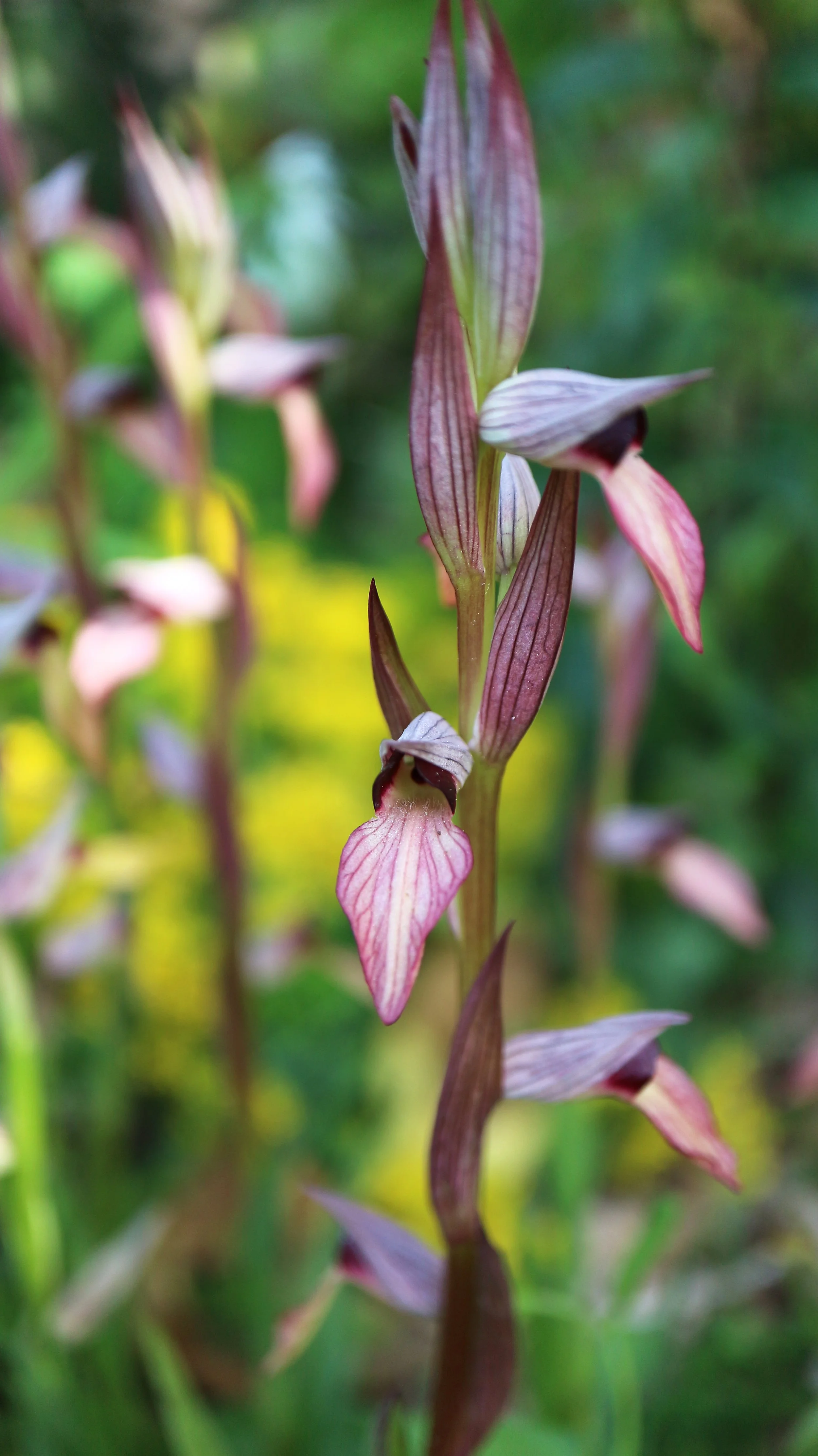 Serapias lingua (ex Mallorca) / Orchidaceae / Mediterranean Region