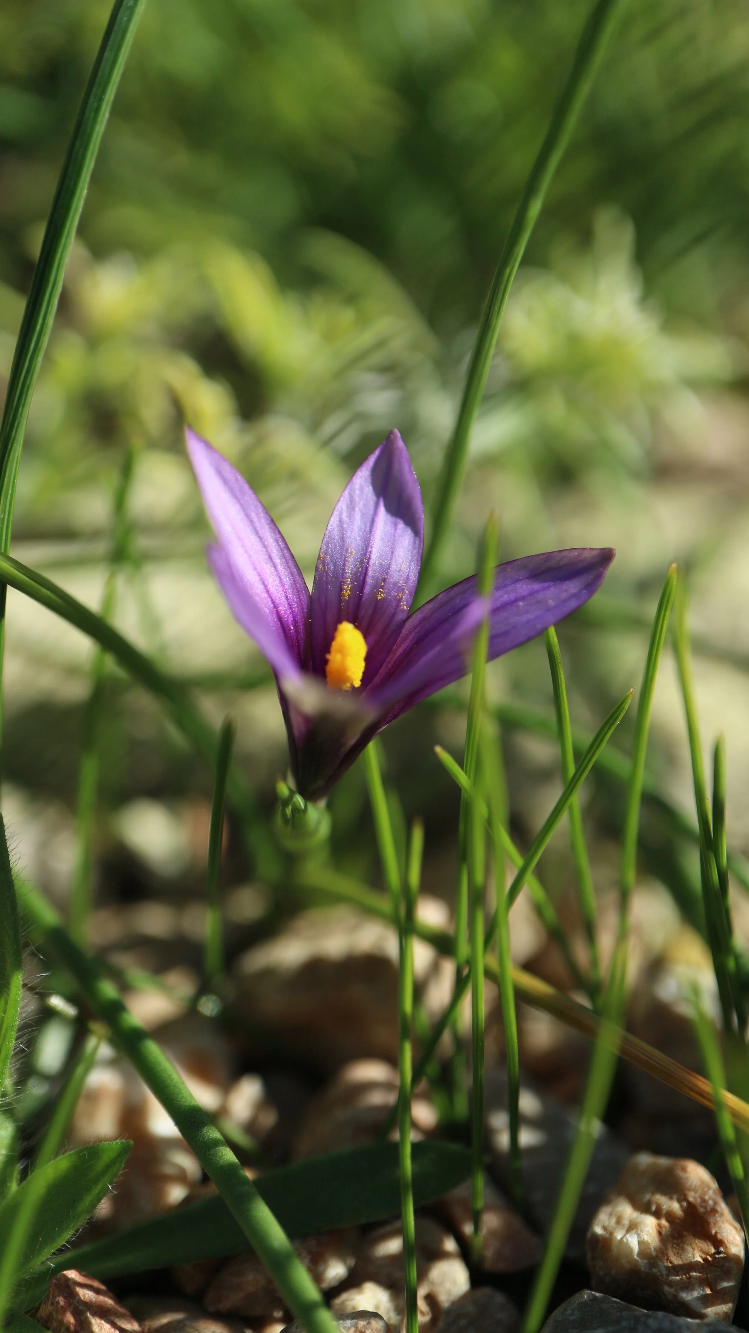 Romulea linaresii susbp. graeca / Iridaceae / SW Cape, South Africa