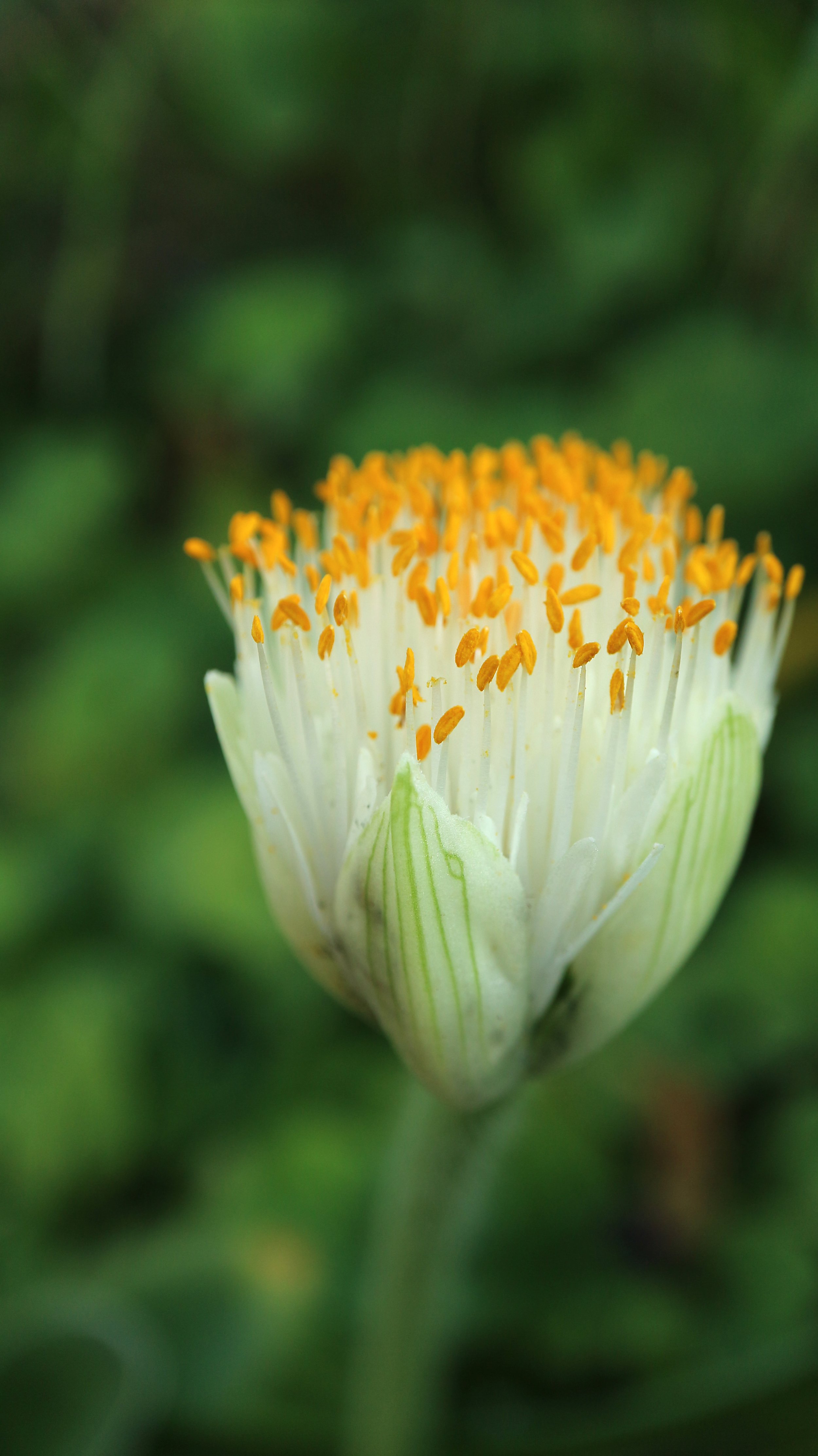 Haemanthus albiflos / Amaryllidaceae / E South Africa