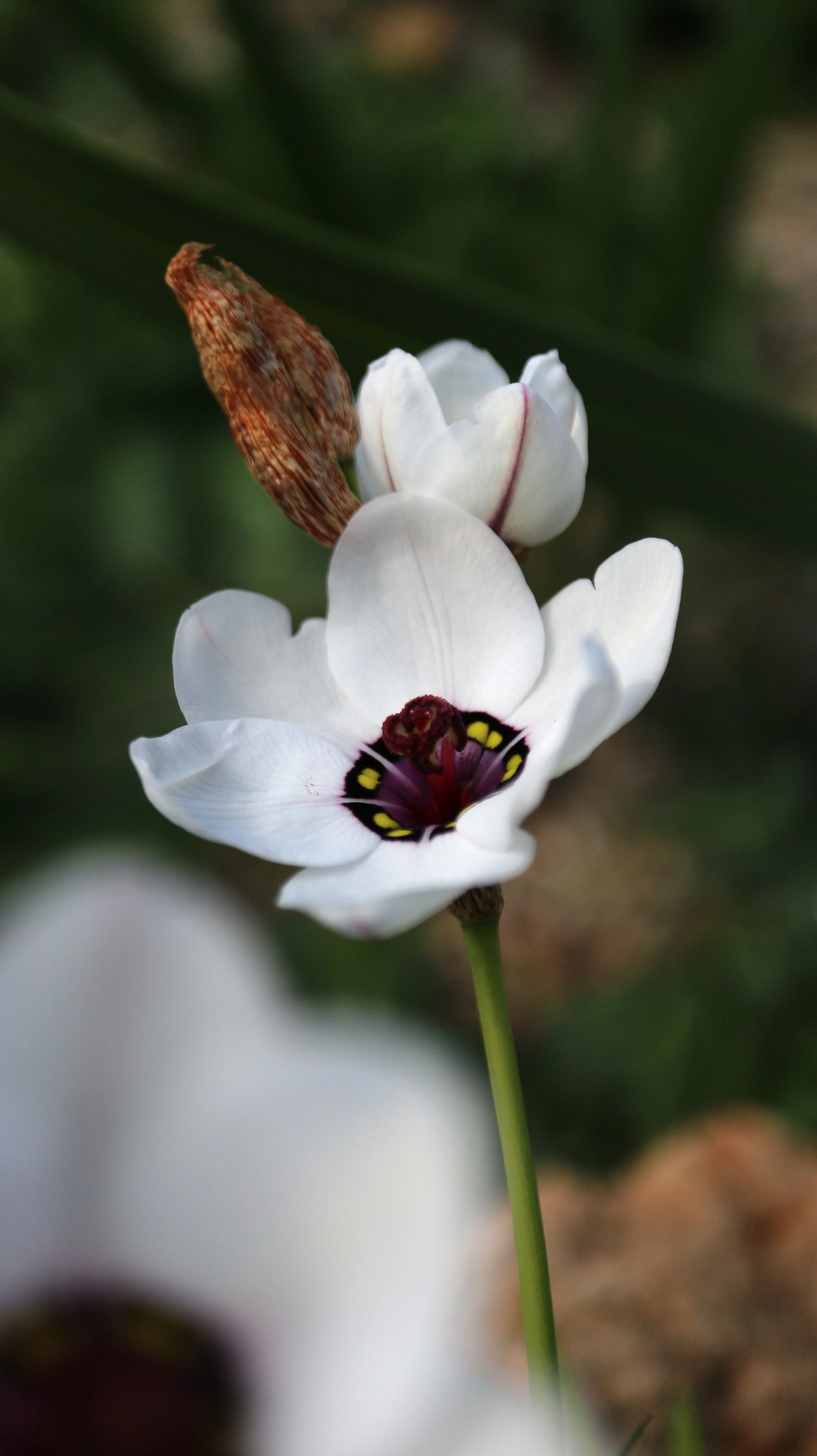 Sparaxis elegans f. alba / Iridaceae / W Cape, South Africa