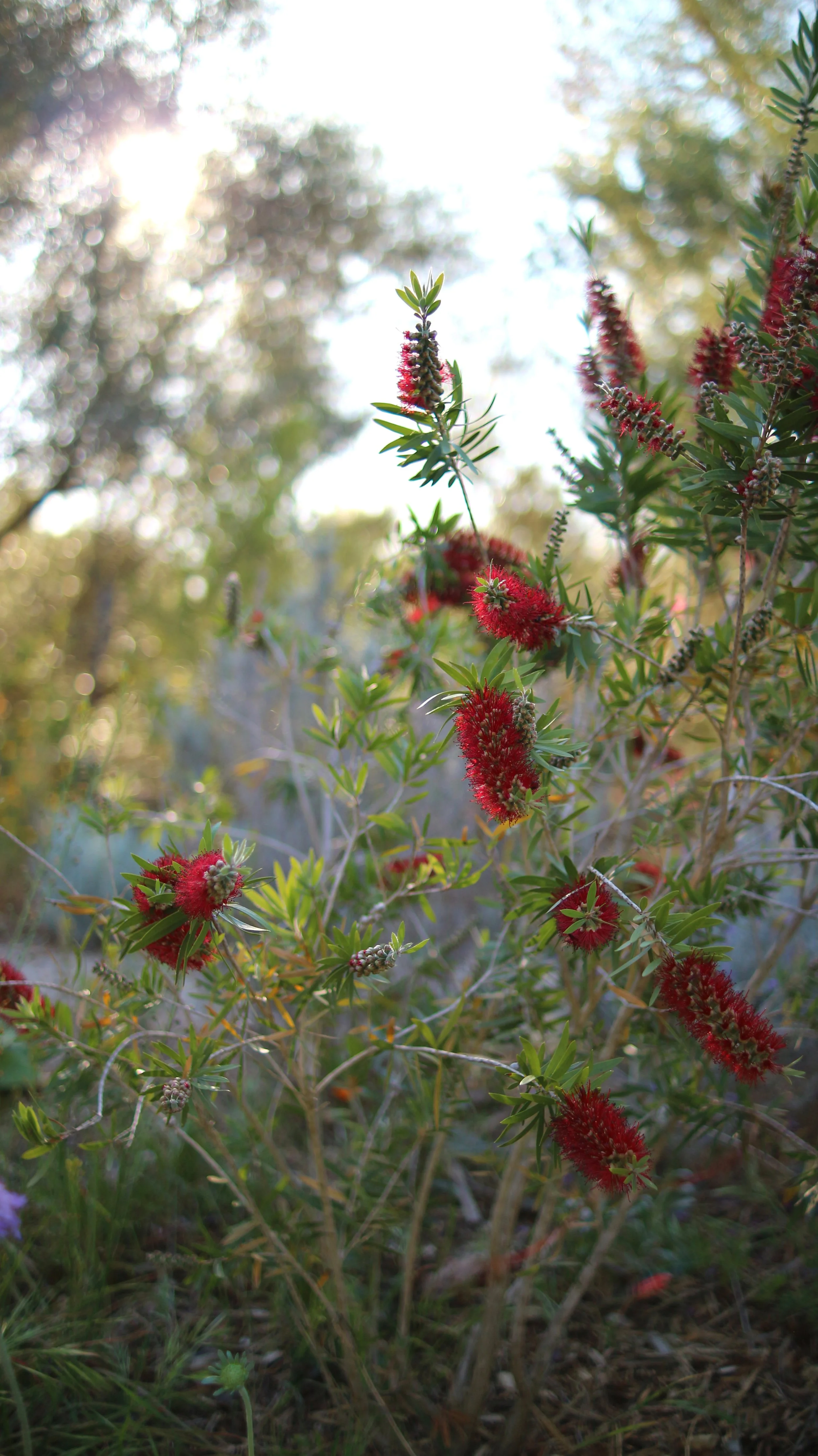 Melaleuca viminalis - syn: Callistemon viminalis / Myrtaceae / Australia