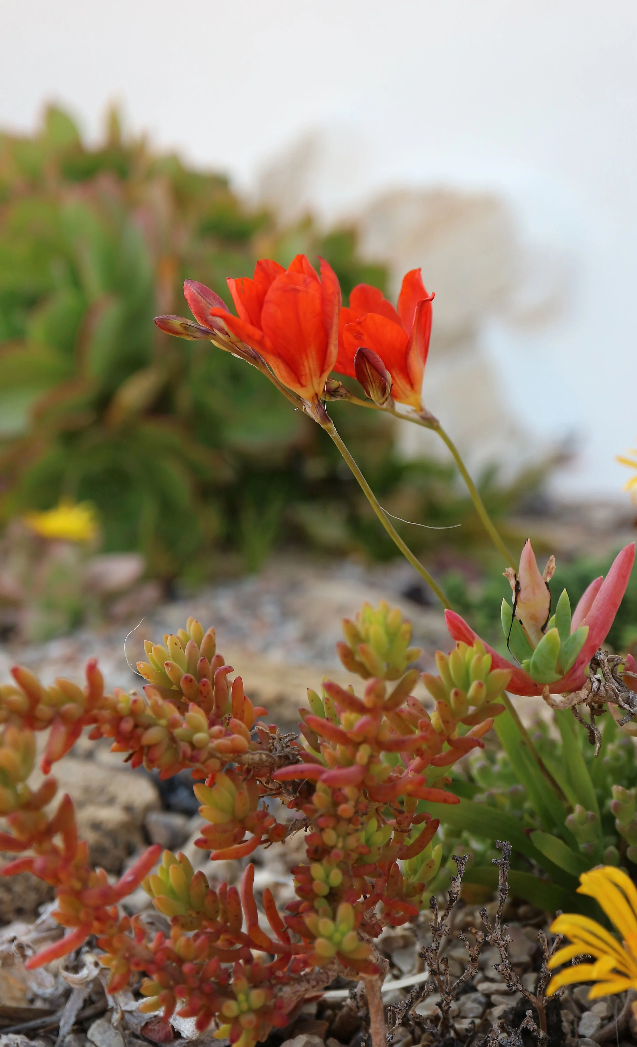 Tritonia crocata / Iridaceae / S Cape, South Africa