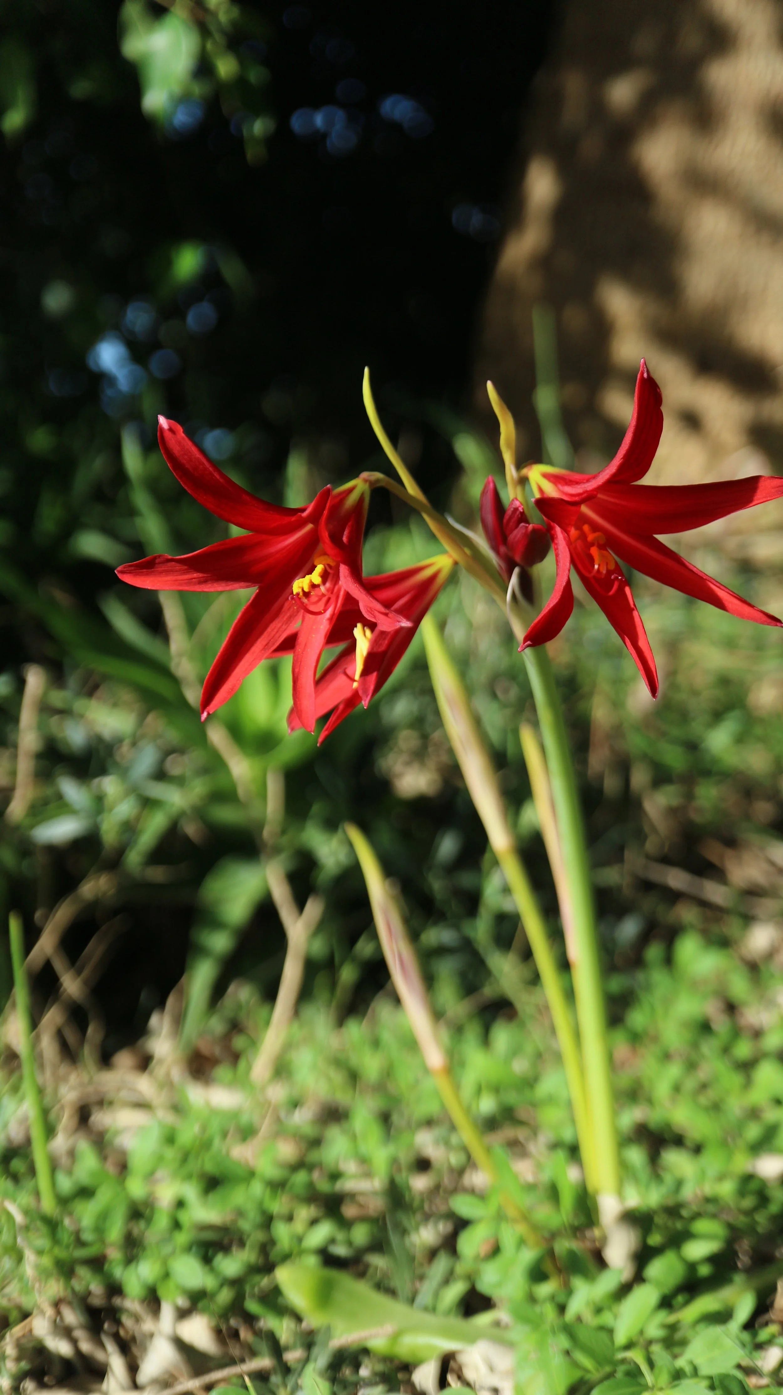 Rhodophiala bifida / Amaryllidaceae / Uruguay