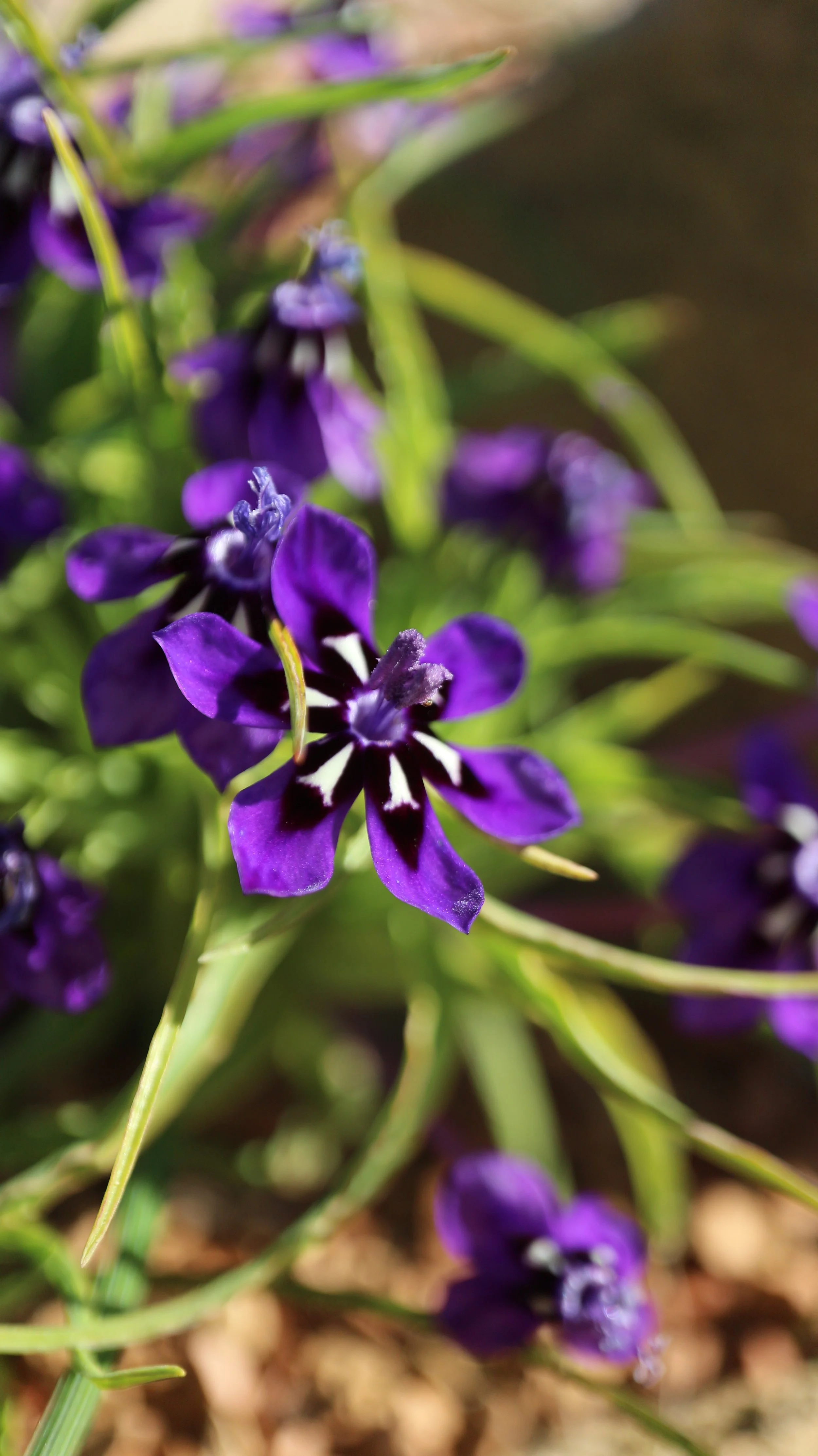 Lapeirousia oreogena / Iridaceae / W Cape, South Africa