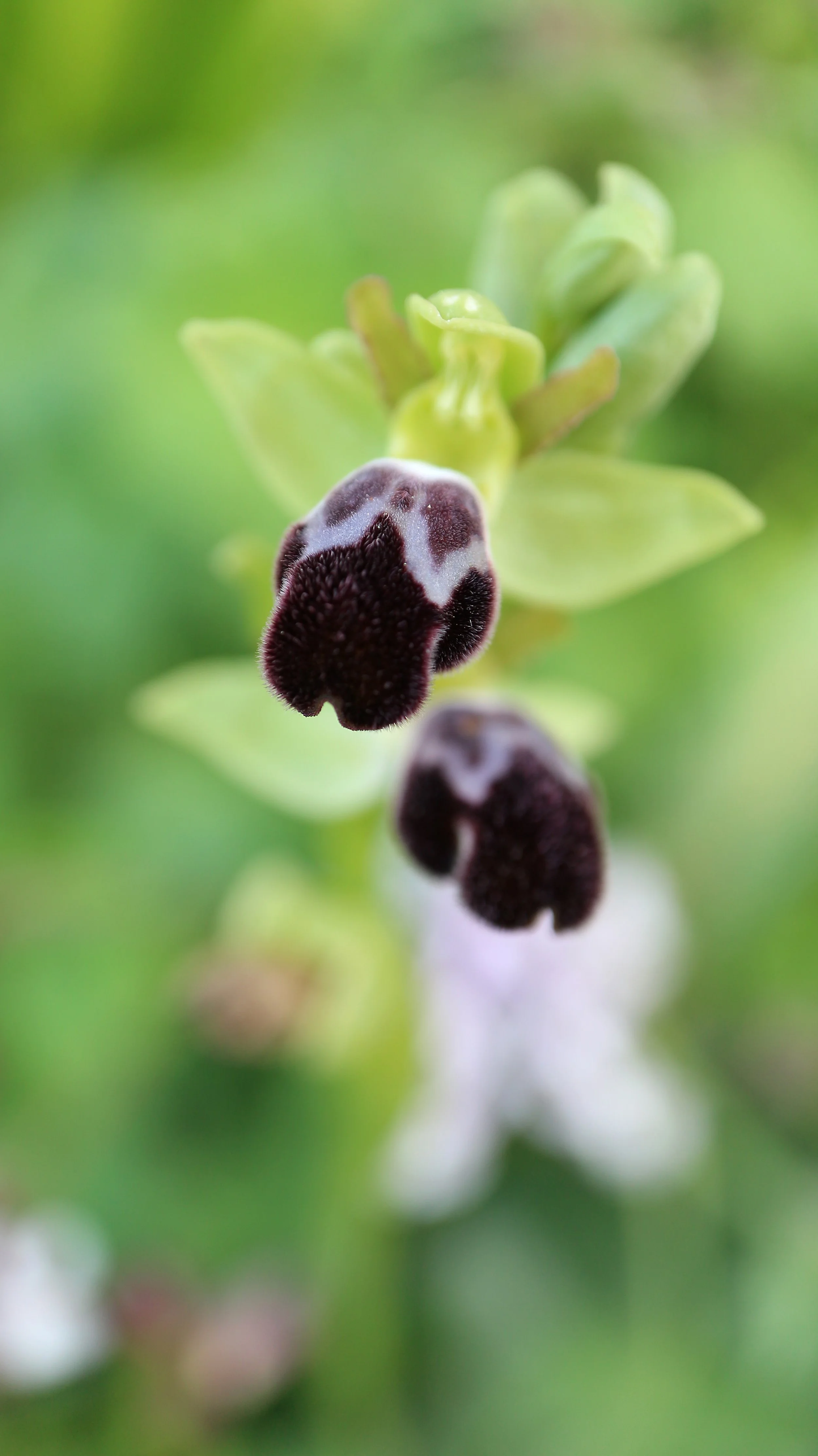 Ophrys dyris (ex Mallorca) / Orchidaceae / Mediterranean Region