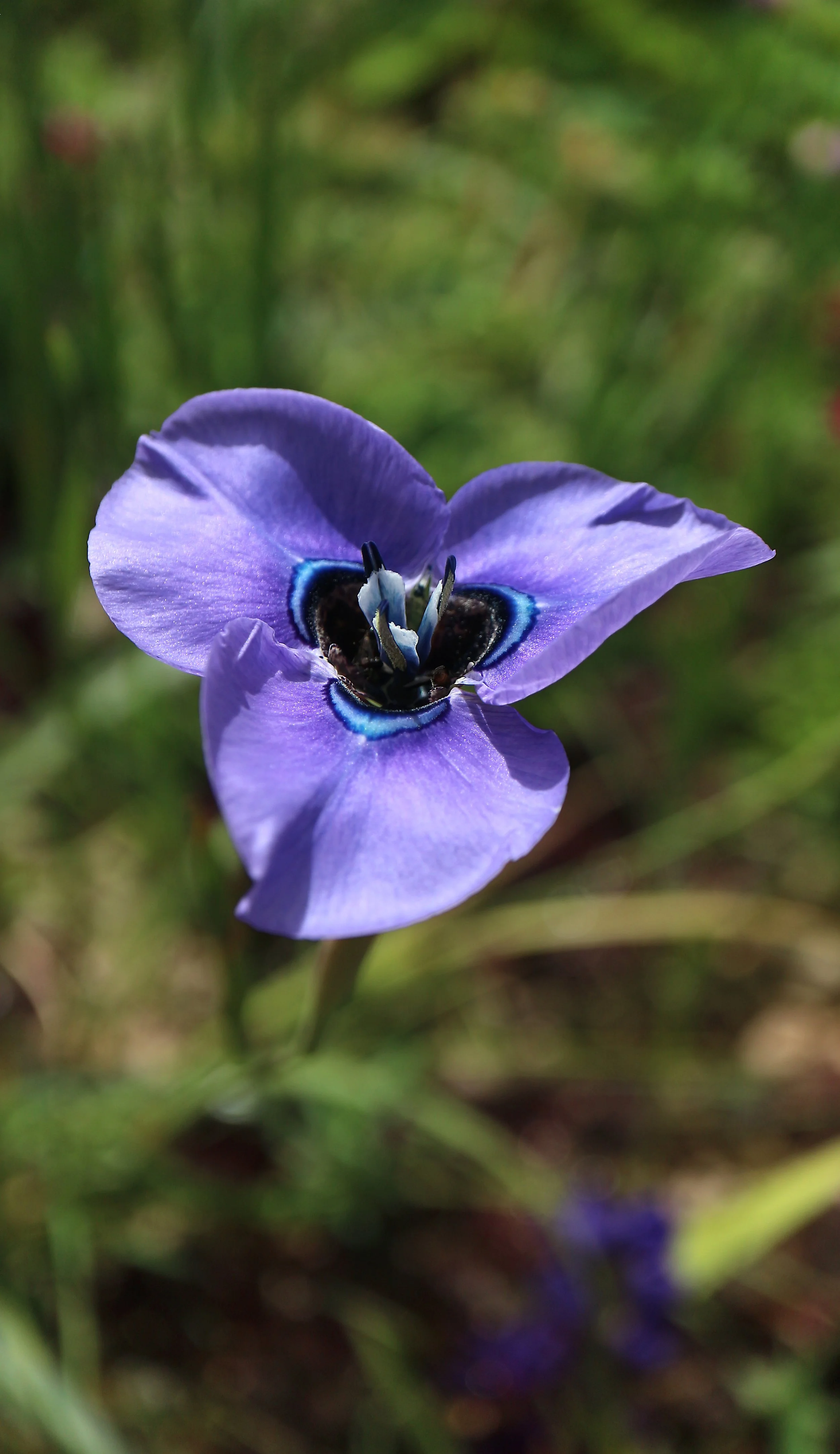 Moraea gigandra / Iridaceae / SW Cape, South Africa