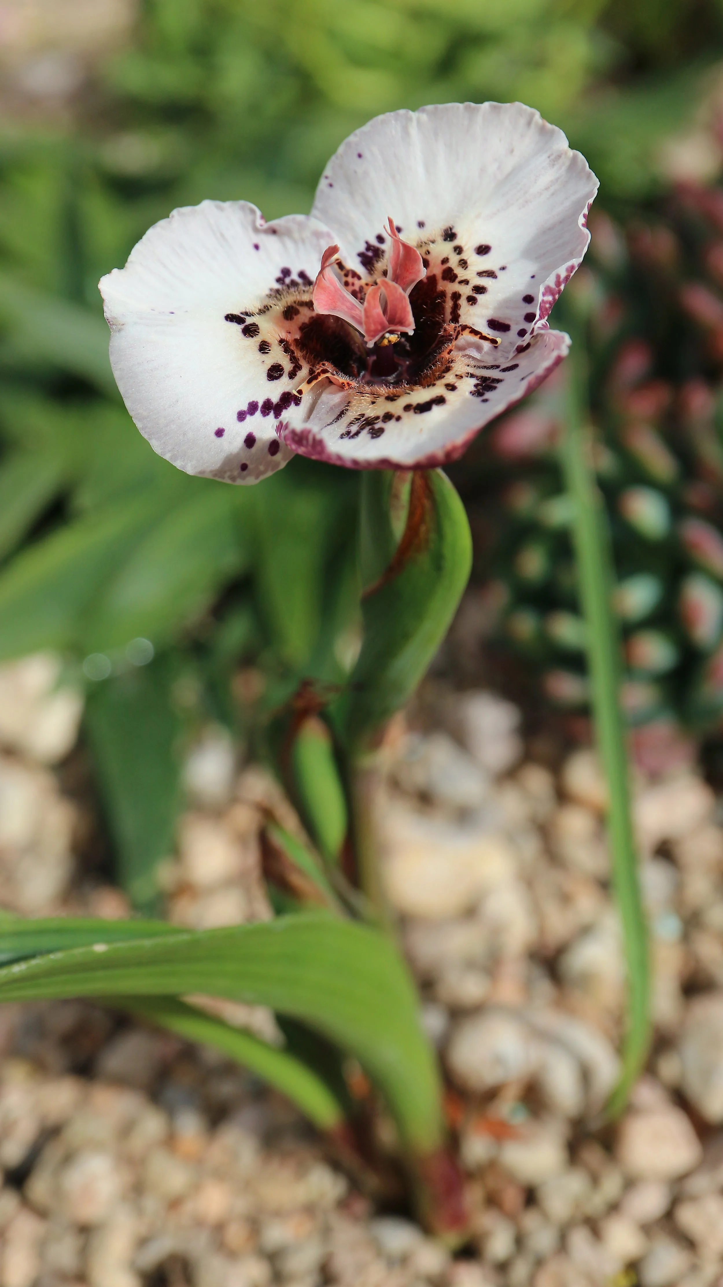 Moraea atropunctata / Iridaceae / SW Cape, South Africa