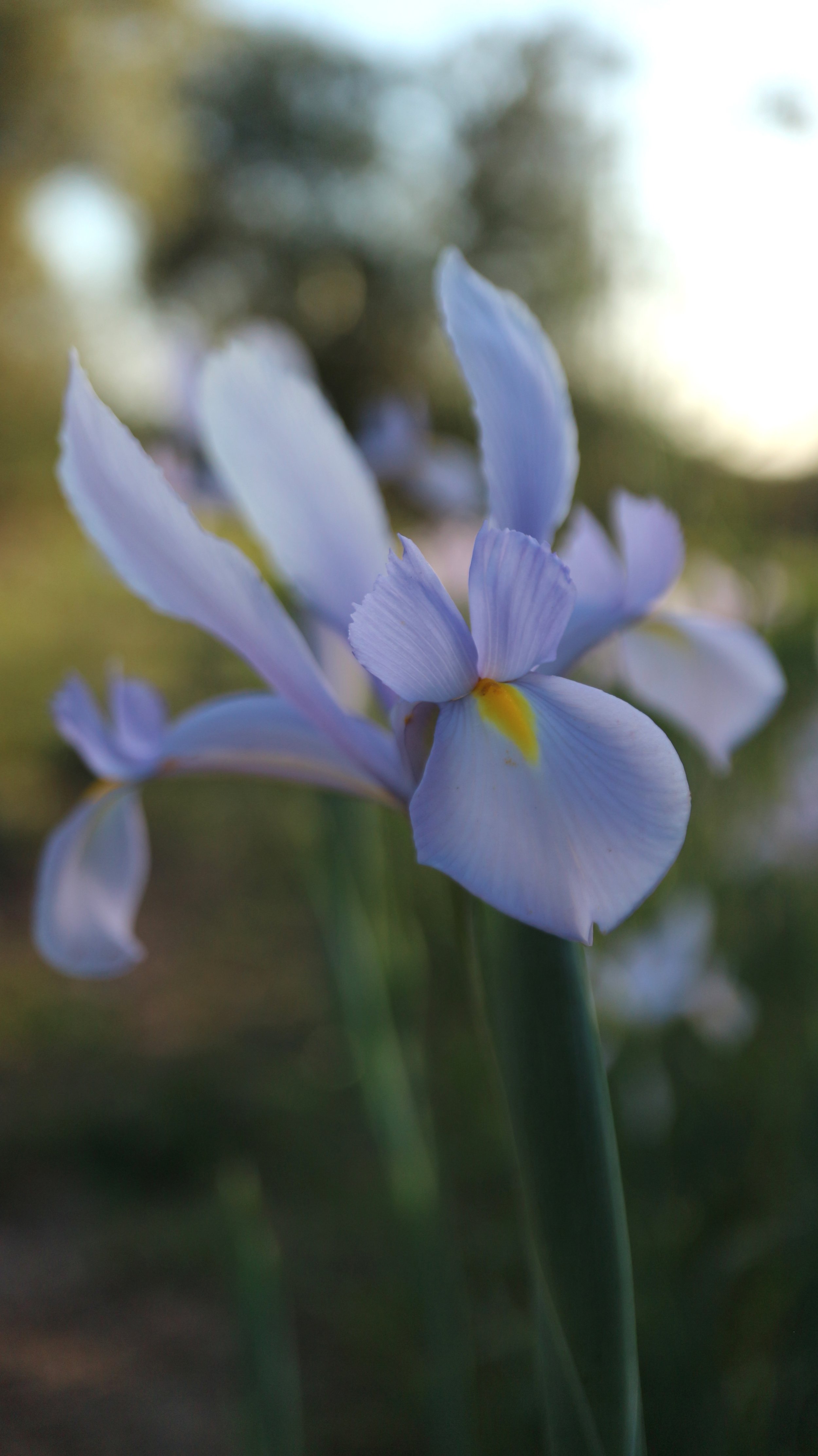 Iris xiphion - syn: Xiphion vulgare (ex Monchique) / Iridaceae / W Mediterranean