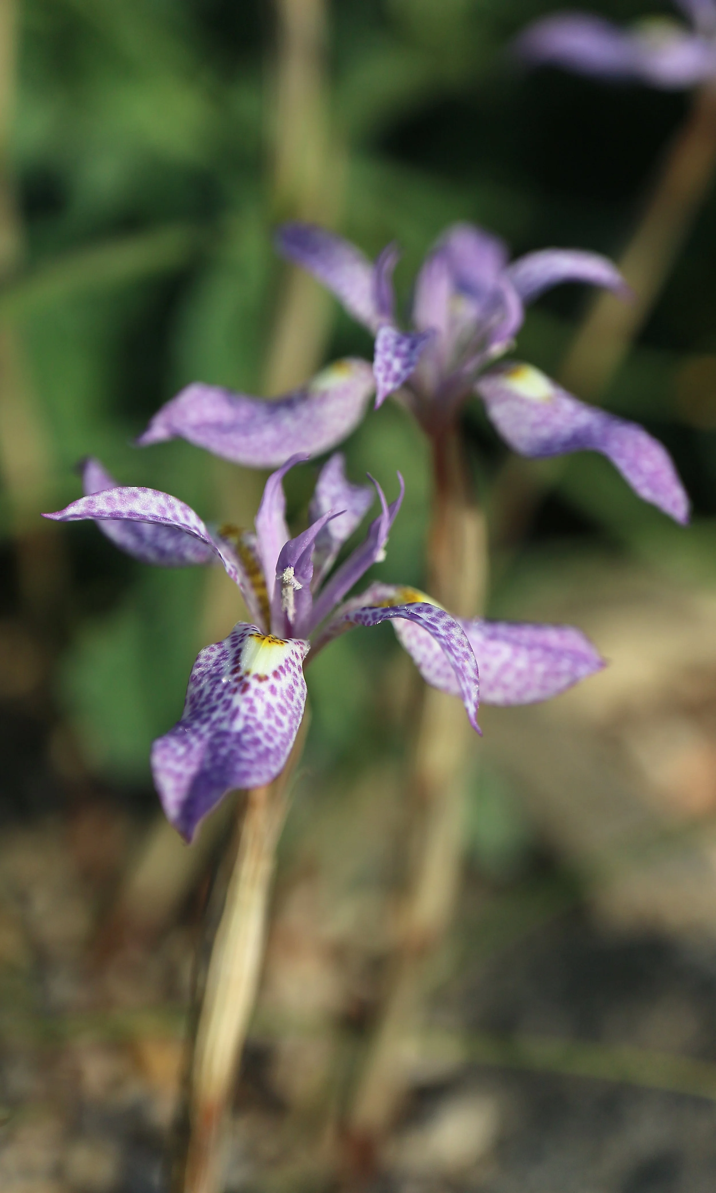 Moraea simulans / Iridaceae / SW Cape, South Africa