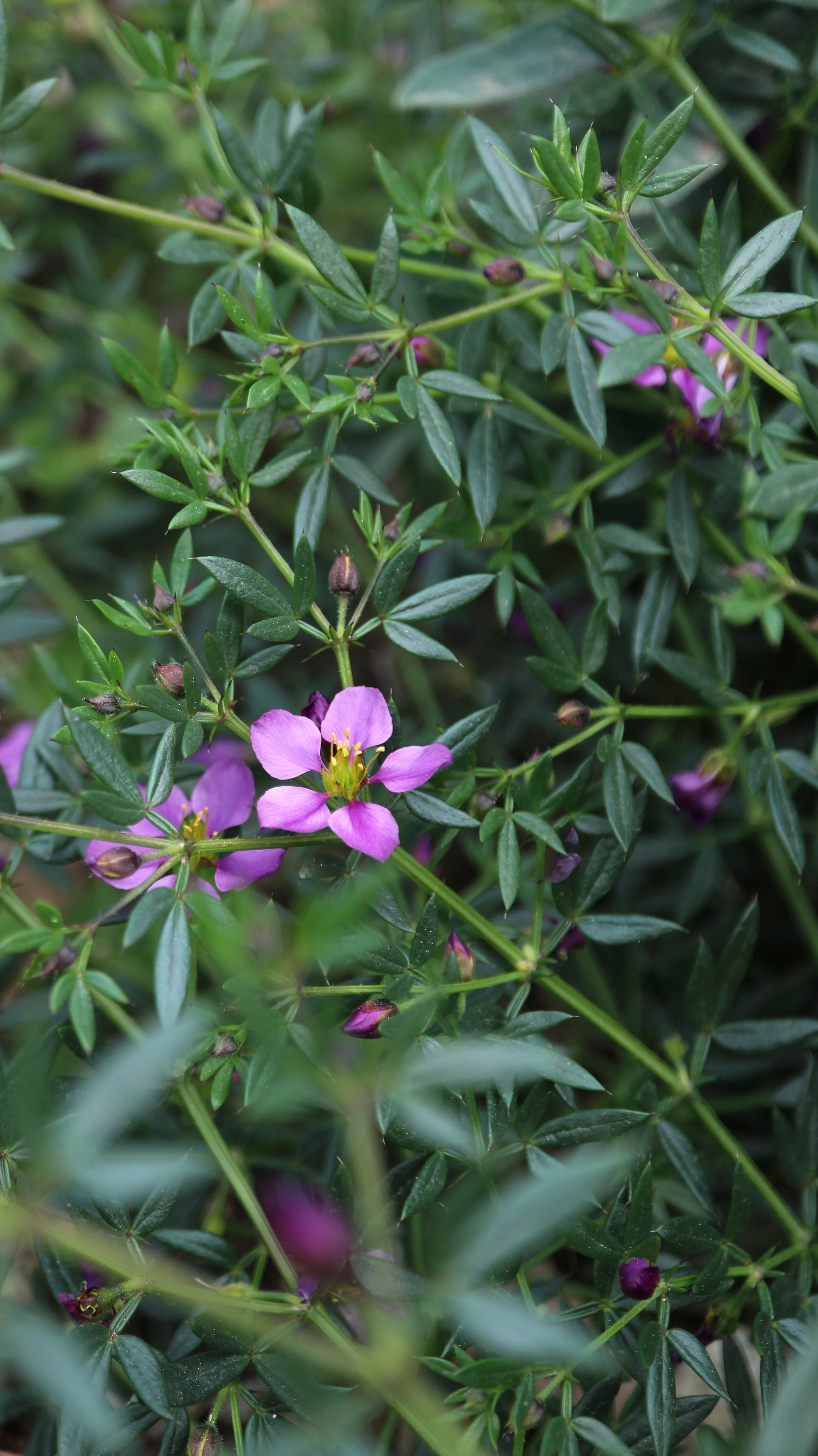 Fagonia cretica / Zygophyllaceae / Mediterranean Region, Africa