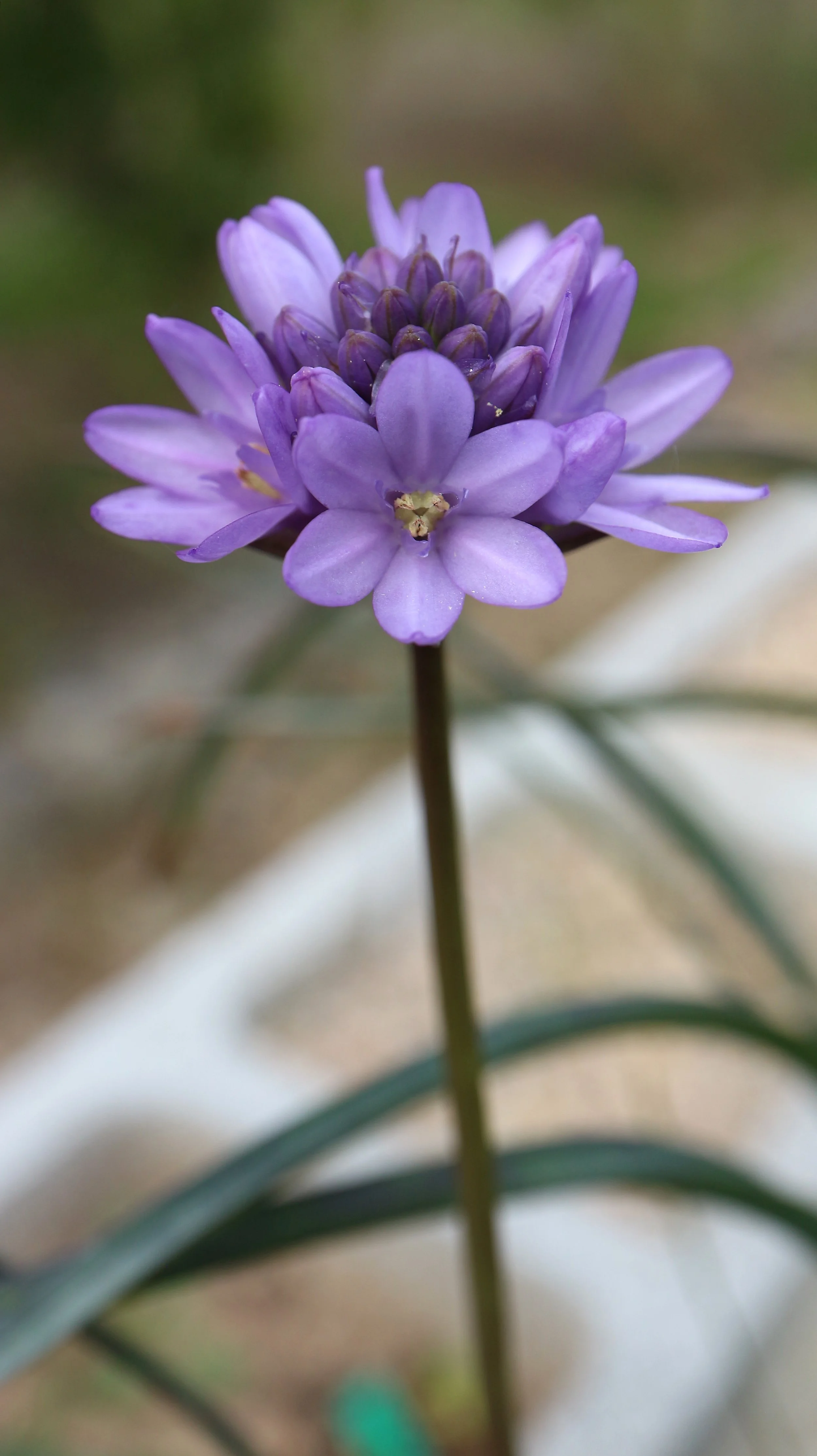 Dichelostemna congestum / Brodiaoideae / California