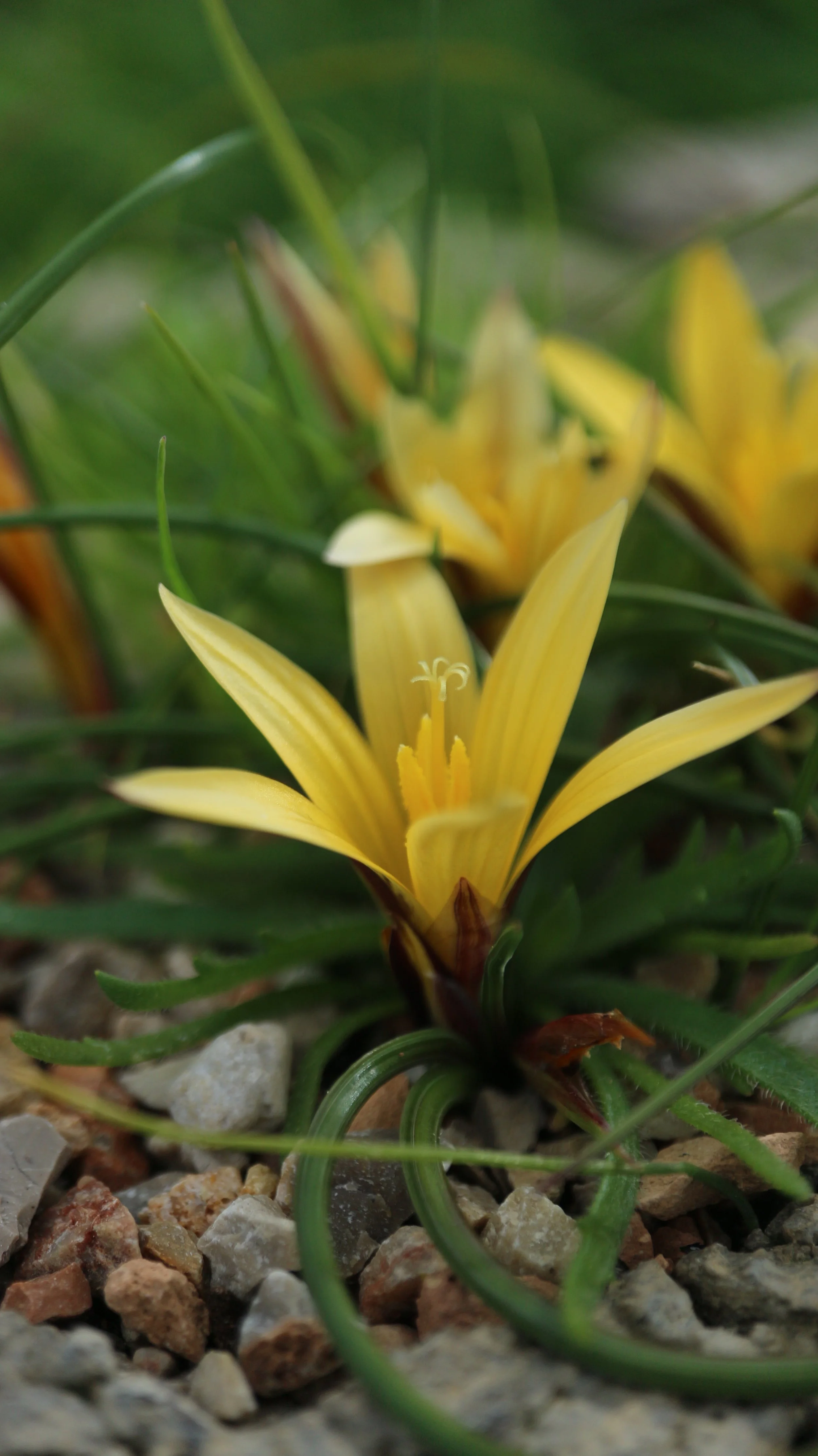 Romulea crocea / Iridaceae / Middle East